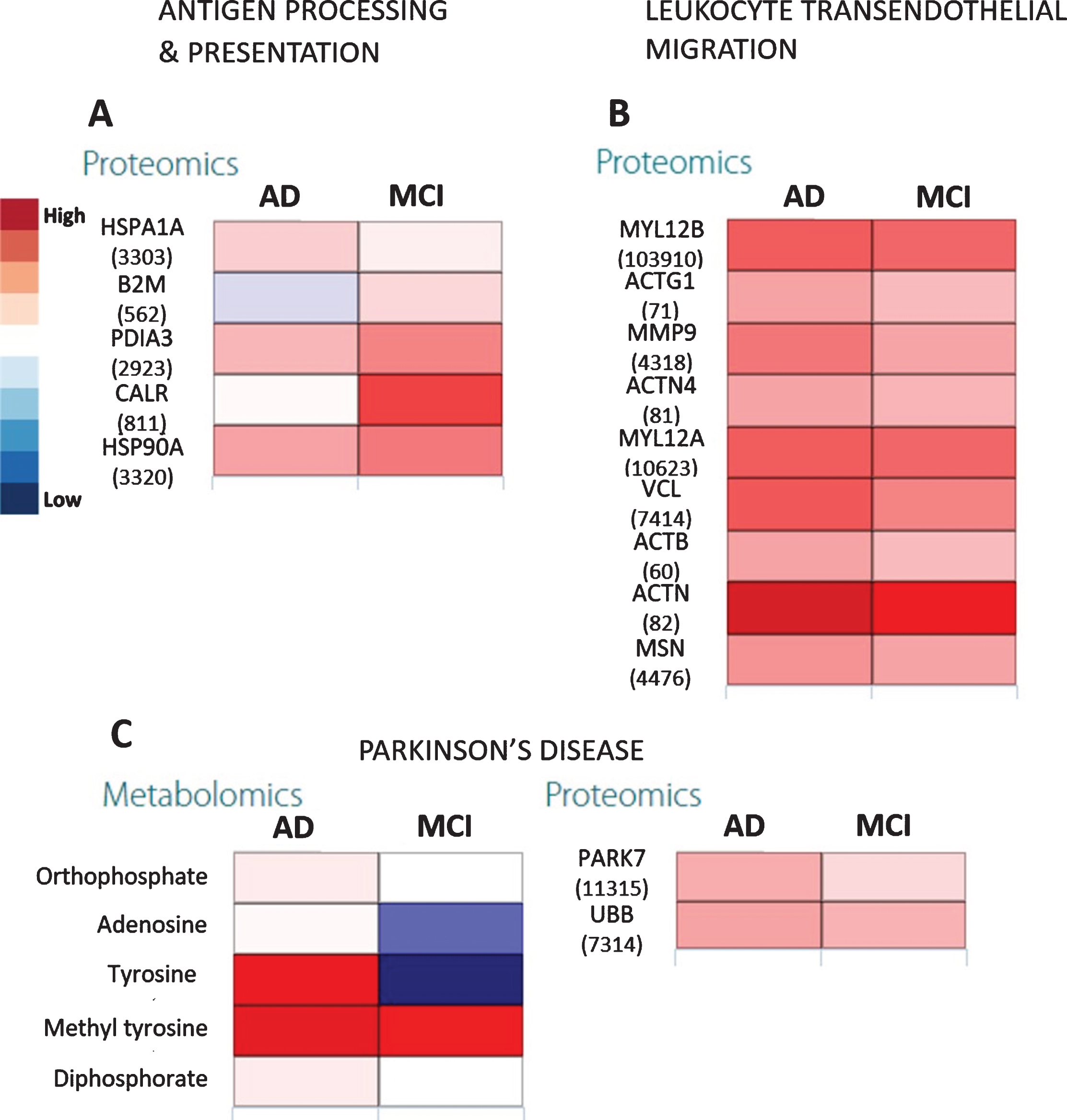 The heatmaps show proteomic expressions of (A) antigen processing and presentation and (B) leukocyte transendothelial migration in salivary matrix of AD and MCI patients with respect to their age- and gender-matched controls. C) Heatmaps showing proteomic expression during Parkinson’s disease in salivary matrix of AD and MCI patients with respect to controls. The metabolites and proteins used in the multi-omics integration were selected based on the fold changes (Log2FC≥1.00 or Log2FC≤–1.00) with statistically significant differences (False discovery rates (FDR≤0.05)). Note: The numerical IDs in parenthesis indicate Entrez Gene IDs of the proteins involved in these pathways.