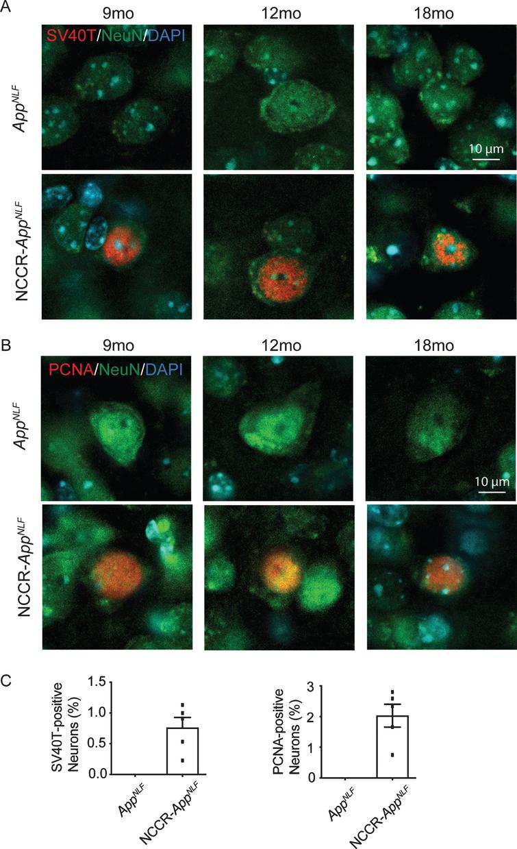 SV40T expression induces cell cycle re-entry in AppNLF KI mice. A) Representative images from the primary somatosensory areas of the cortex stained with SV40T (red), NeuN (green), and DAPI (blue). Expression of SV40T is restricted to neurons in 9, 12, and 18-month-old NCCR-AppNLF mice, as seen by co-localization of SV40T with NeuN and DAPI. No SV40T staining was detected in AppNLF animals. B) Representative cortical images of PCNA (red), NeuN (green), and DAPI (blue). NCCR-AppNLF mice display neuronal cell cycle reentry at 9, 12, and 18 months of age, shown through co-localization of PCNA, NeuN, and DAPI. No neuronal PNCA staining was detected in AppNLF animals. C) Quantification of percentage of cortical NeuN-positive neurons expressing SV40T (left) and PCNA (right). N = 5 animals per group. Scale bar 10μm