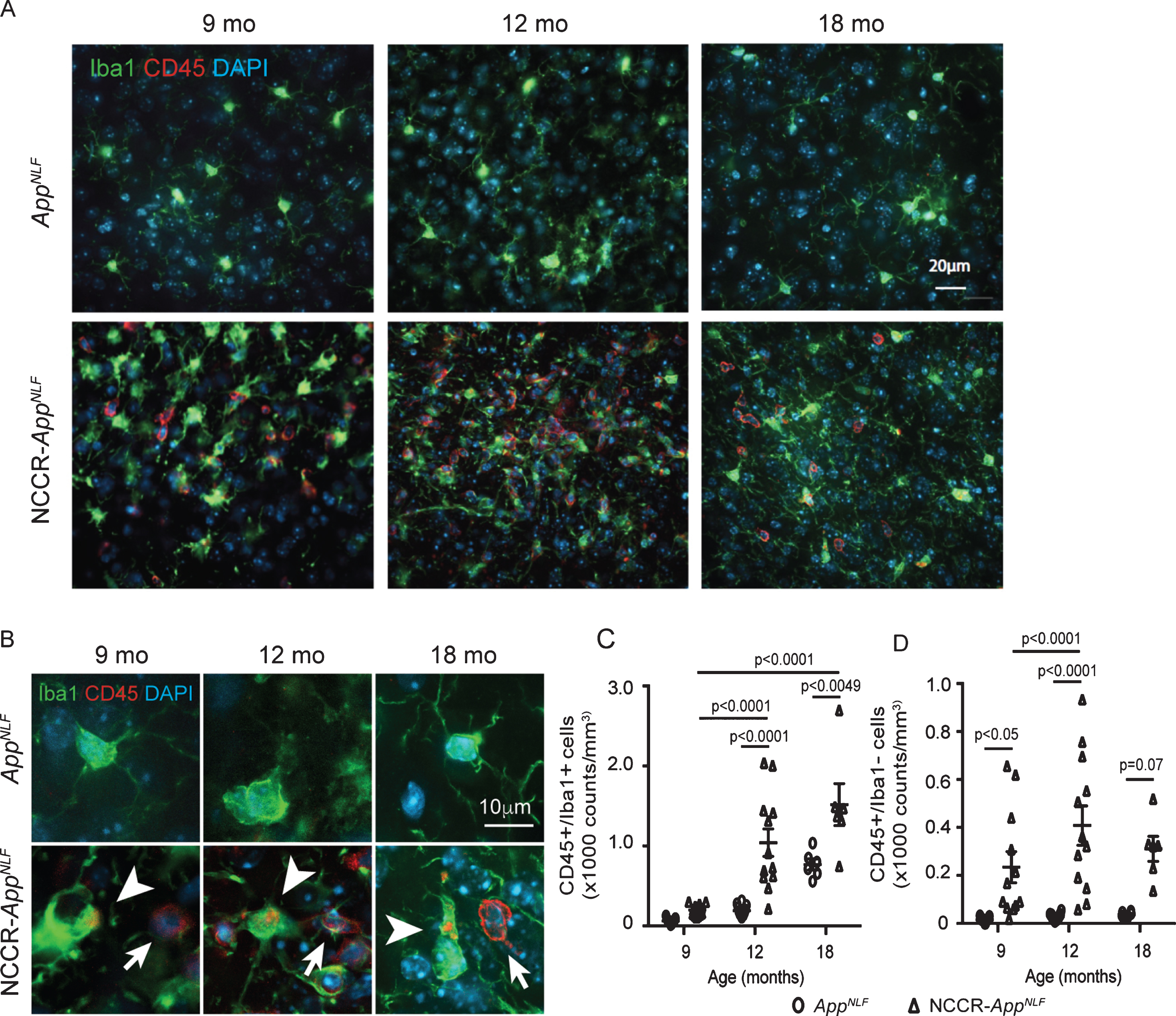 Neuronal cell cycle re-entry increases neuroinflammation in AppNLF mice. A) Representative fluorescently labeled cortical images (primary somatosensory region) showing Iba1 (green), CD45 (red), and DAPI (blue) showing increased CD45 labeling in the NCCR-AppNLF animals at 9, 12, and 18 months of age. B) Higher magnification images of CD45 (red), Iba1 (green), and DAPI (blue) immunofluorescent labeled brain sections from NCCR-AppNLF and AppNLF animals. Leukocytes were identified by donut-shaped CD45 stains not co-localized with Iba1 labeling in the cortex (arrows). Activated microglia were identified by Iba1 stained cells co-labeled with CD45 (arrowheads). C) Two-way ANOVA showed significant age effect (F(2, 53) = 35.74, p < 0.0001), genotype effect (F(1, 53) = 38.11, p < 0.0001), and interaction effect (F(2, 53) = 7.052, p < 0.0019) on CD45-positive microglia counts. Number of CD45/Iba1 co-labeled cells were increased in NCCR-AppNLF mice compared to AppNLF mice at 12 and 18 months of age, suggesting enhanced neuroinflammation (Tukey’s multiple comparison test). D) Two-way ANOVA showed significant genotype effect (F(1, 53) = 39.34, p < 0.0001) on CD45-postive, Iba1-negative cells. Brain leukocyte infiltration is observed in 9-, 12-, and 18-month-old NCCR-AppNLF animals (Tukey’s multiple comparison test). The following numbers of animals were examined: 9 months: n = 4/genotype; 12 months: n = 4/genotype; 18 months: n = 2/genotype. Four matched coronal sections were measured across the animals. Each data point represents a measure from each section.