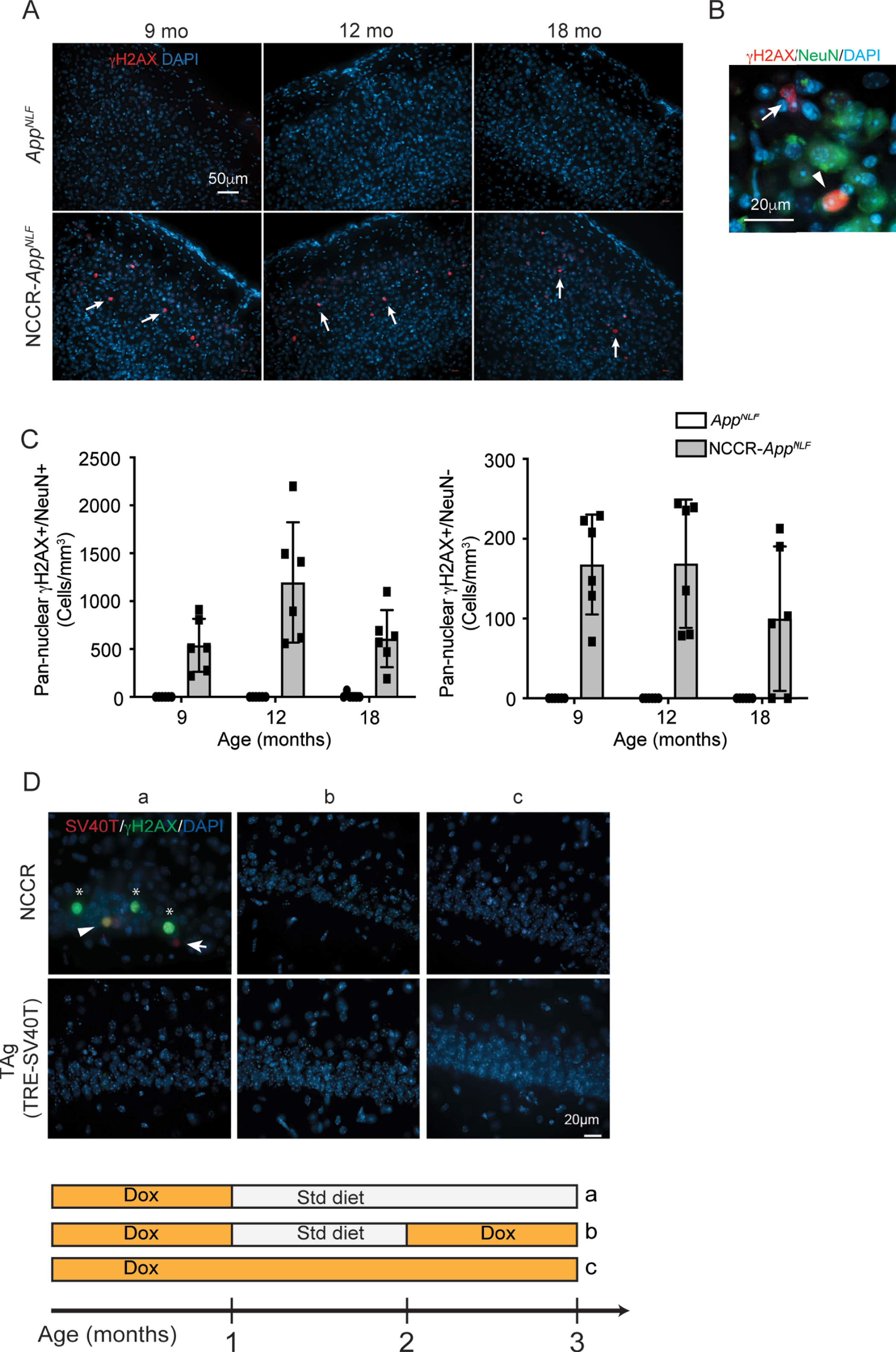 Pan-nuclear γH2AX signal is selectively observed in NCCR-AppNLF animals. A) immunofluorescence staining for γH2AX, a marker for DNA damage response, in cortex shows pan-nuclear labeling that is restricted to NCCR-AppNLF animals at 9, 12, and 18 months of age (arrows, primary somatosensory areas shown). B) Magnified image showing γH2AX labeled NeuN+and NeuN- cells (arrowhead and arrow, respectively). C) Quantification of pan-nuclear γH2AX labeling shows that pan-nuclear γH2AX signal is present in both NeuN+and NeuN- cells in NCCR-AppNLF animal-specific manner. Pan-nuclear γH2AX labeling was observed more frequently in NeuN+cells compared NeuN- cells. N = 2 animals per genotype/age were evaluated. Four matched coronal sections were measured across the animals. Each data point represents a measure from each section. D) SV40T expression modulates pan-nuclear γH2AX signal. Representative images of SV40T (red), γH2AX (green), and DAPI (blue) staining in CA1 of NCCR mice. Panel “a” shows 3-month-old NCCR mice maintained on regular diet for 2 months displaying increased pan-nuclear γH2AX staining. When NCCR mice are put back on dox diet to halt SV40T expression (panel “b”, pulsed) or continuously maintained on dox diet thus never having expressed SV40T (panel “c”, always on dox), no pan-nuclear γH2AX labeling is detected, demonstrating its modulation by SV40T expression. TAg (TRE-SV40T) animals were used as controls. A complex relationship between neuronal SV40T expression and pan-nuclear γH2AX expression is demonstrated by the staining data. In addition to co-labeling of SV40T and γH2AX (Fig. 6D,a; arrowhead), there are instances of γH2AX labeling in the absence of SV40T (Fig. 6D,a; asterisks) and SV40T labeling in the absence of γH2AX signal (Fig. 6D,a; arrow). Therefore, the effect of neuronal SV40T expression on pan-nuclear γH2AX signal can be non-cell autonomous, but at the same time, the cell-autonomous response to SV40T expression can also be variable. Scale bar 20μm.