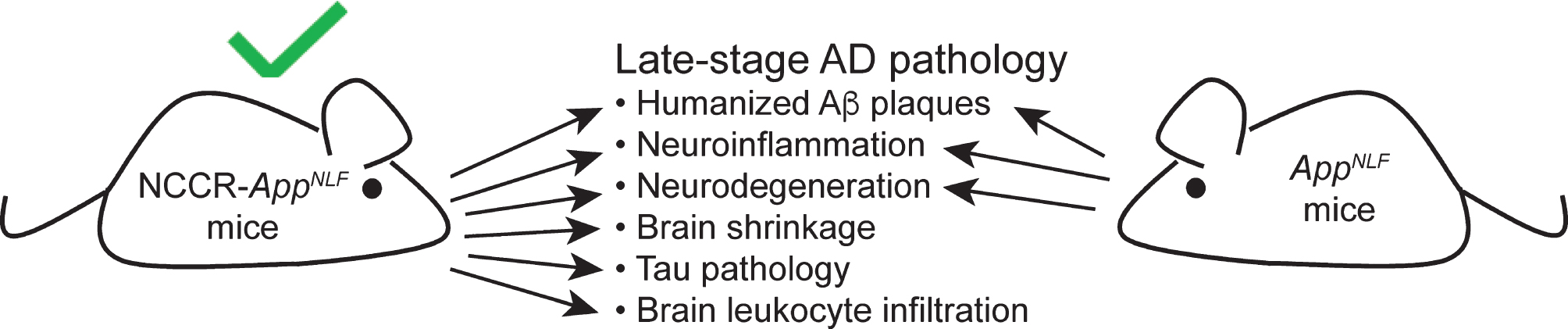 A diagram showing a comparison of late-stage pathological features observed in NCCR-AppNLF and AppNLF mice. Induction of neuronal cell cycle re-entry results in additional AD-related pathological features that are not present in AppNLF mice.