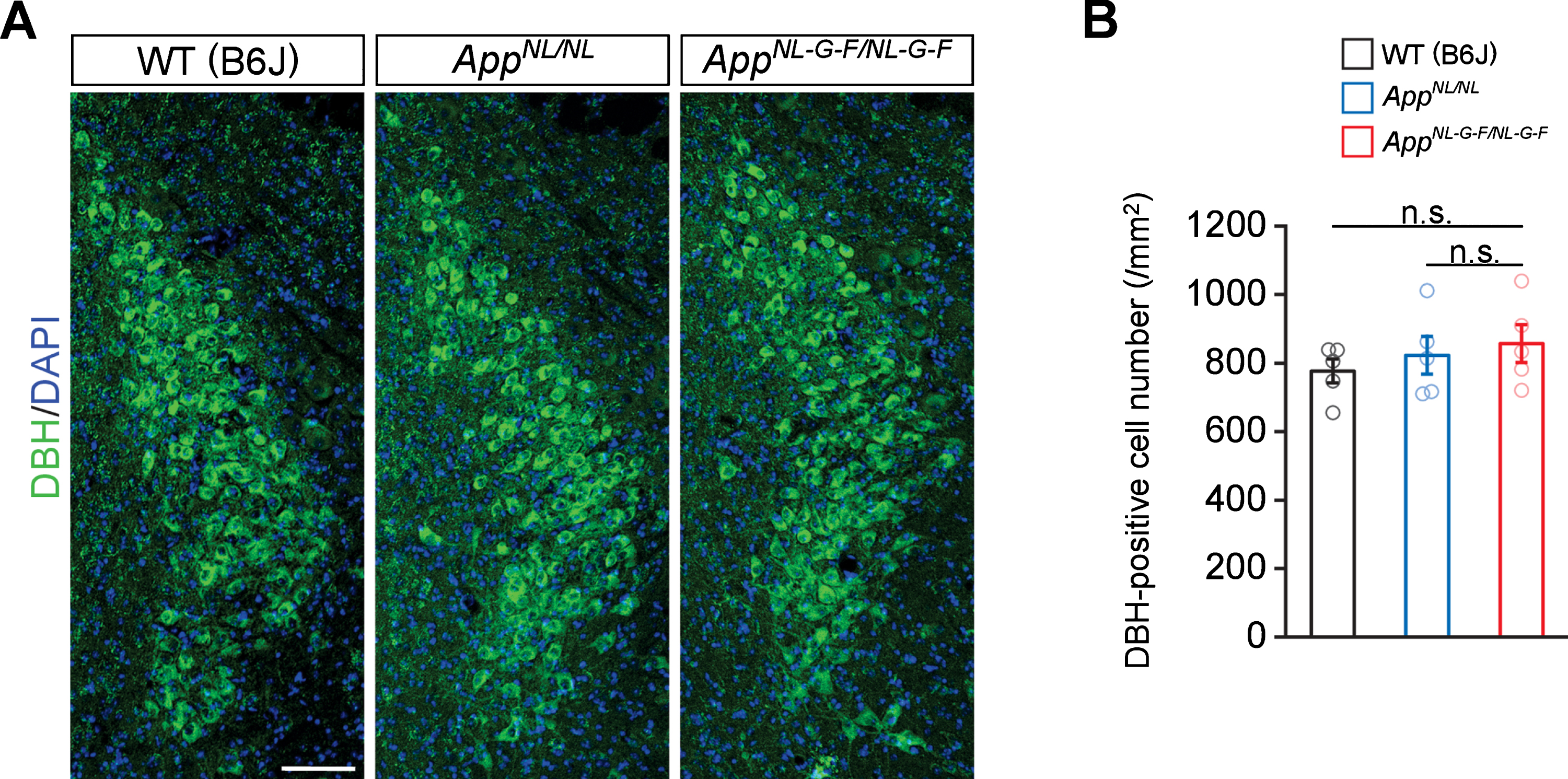 No prominent neuron loss is detected in the LC in 24-month-old AppNL-G-F/NL-G-F mice. A) Representative images of the LC from frozen coronal brain sections immunostained with anti-DBH (indicated by green) were shown (blue indicated DAPI staining). B) Number of DBH-positive cells was measured and expressed as cell number per area (/mm2). Scale bar represents 100μm. n = 5/genotype. n.s., not significant.