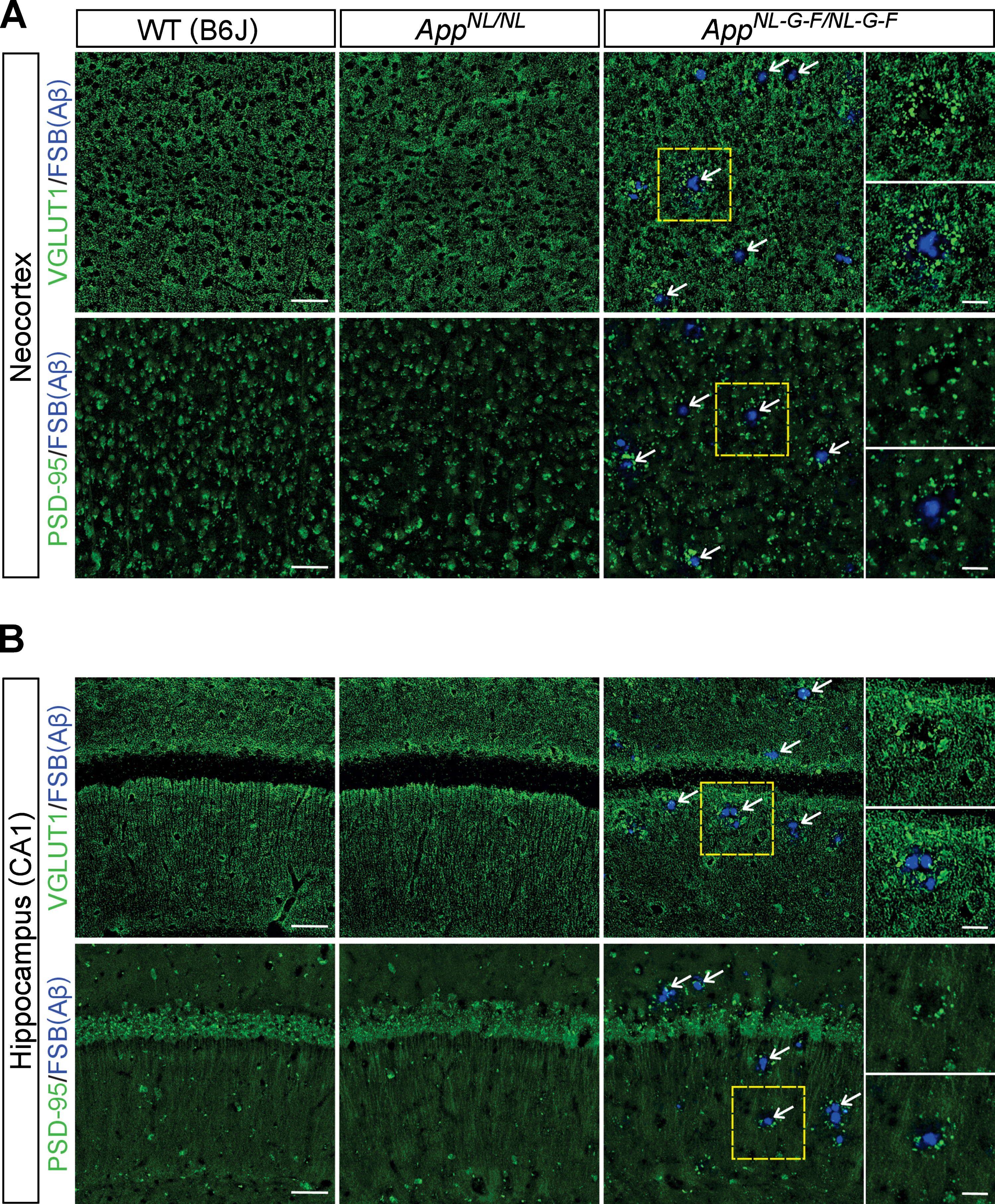 Loss of glutamatergic synapses is associated with the vicinity of Aβ plaques. A, B) Representative images of the neocortex (A) and hippocampal CA1 subfield (B) from frozen coronal brain sections immunostained with anti-VGLUT1 and anti-PSD-95 antibodies (indicated by green in A and B) were shown. FSB was used for detecting Aβ plaques (indicated by blue in A and B). White arrows point to representative examples of Aβ plaque. Insets show higher-magnification views in the corresponding dashed yellow squares. Scale bars represent 50μm. In the inset images, scale bars represent 20μm. n = 3/genotype.