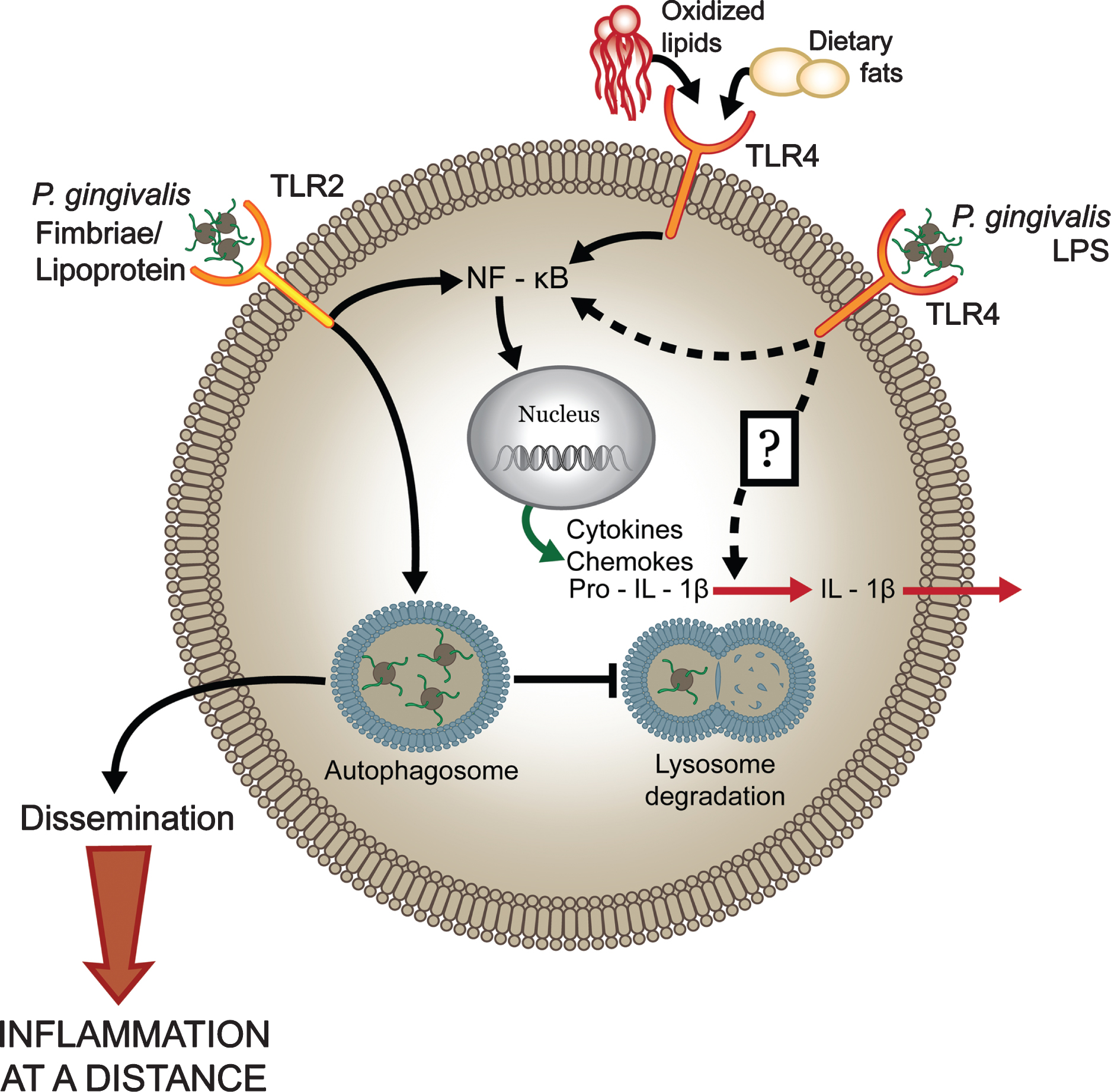 P. gingivalis dysregulates host cell immune activation facilitating systemic inflammation. The host predominantly senses P. gingivalis infection through engagement of TLR2 while the involvement of TLR4-dependent recognition is significantly impaired. Expression of antagonistic or immunologically inert lipid A by P. gingivalis attenuates production of proinflammatory mediators and prevents activation of the inflammasome (potentially through evasion of an unknown sensor) that facilitates intracellular survival. These events allow the pathogen to disseminate and to exacerbate systemic inflammation. In contrast, increased immunostimulatory potential at TLR4, through expression of an agonistic lipid A moiety, results in increased production of proinflammatory mediators, inflammasome activation, and reduced survival of the bacterium in macrophages leading to attenuated systemic inflammation. Reprinted with permission from Slocum C, Coats SR, Hua N, Kramer C, Papadopoulos G, Weinberg EO, Gudino CV, Hamilton JA, Darveau RP, Genco CA (2014) Distinct lipid A moieties contribute to pathogen-induced site-specific vascular inflammation. PLoS Pathog 10, e1004215, under the terms of the Creative Commons Attribution License.