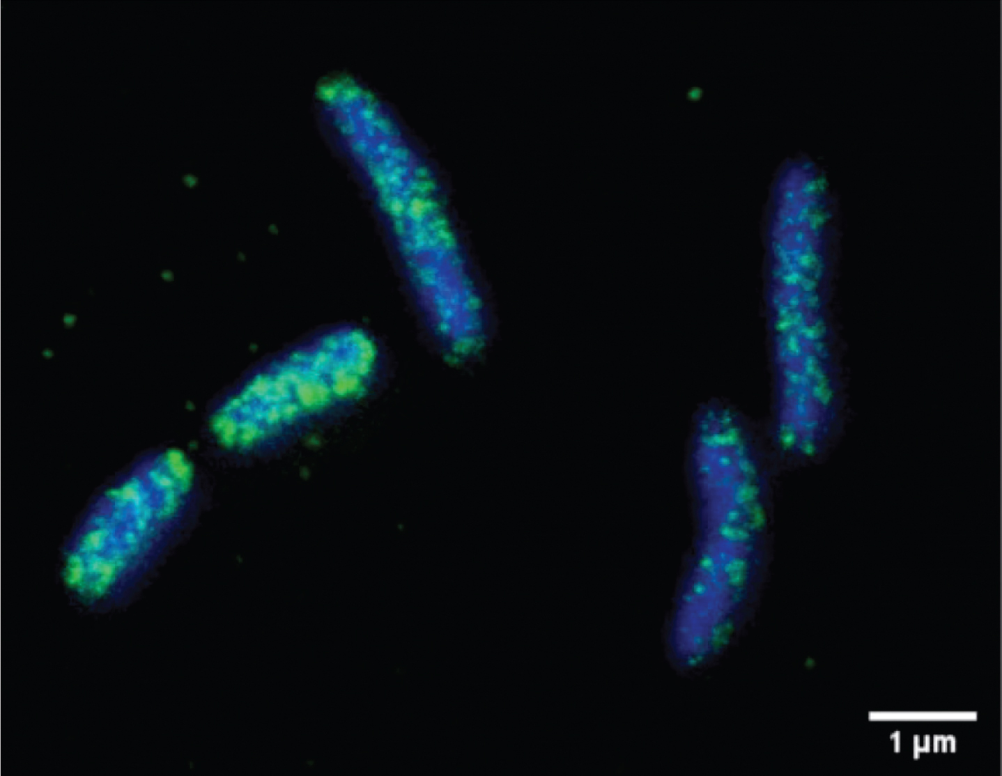 Localization of CagA outer membrane in H. pylori. CagA (green) was detected using an anti-CagA antibody and analyzed by STED microscopy. Note the surface vesicles containing CagA. Bacterial DNA was stained using DAPI (blue). Bar, 1μM. Note vesicular appearances of protein. Reprinted with permission from Jarzab M, Posselt G, Meisner-Kober N, Wessler S (2020) Helicobacter pylori-derived outer membrane vesicles (OMVs): role in bacterial pathogenesis? Microorganisms 8, 1328, under the Creative Commons Attribution License.