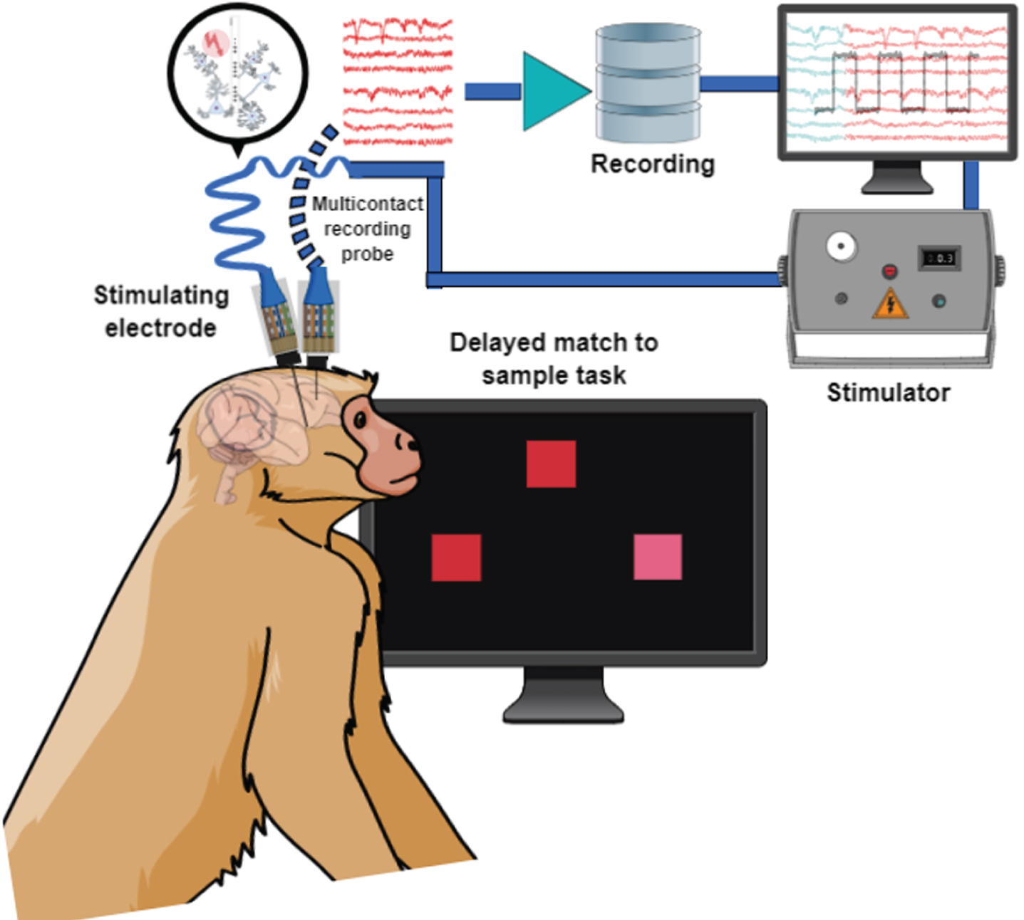 Schematic illustration of simultaneous recording and stimulation in a nonhuman primate performing a behavioral task.