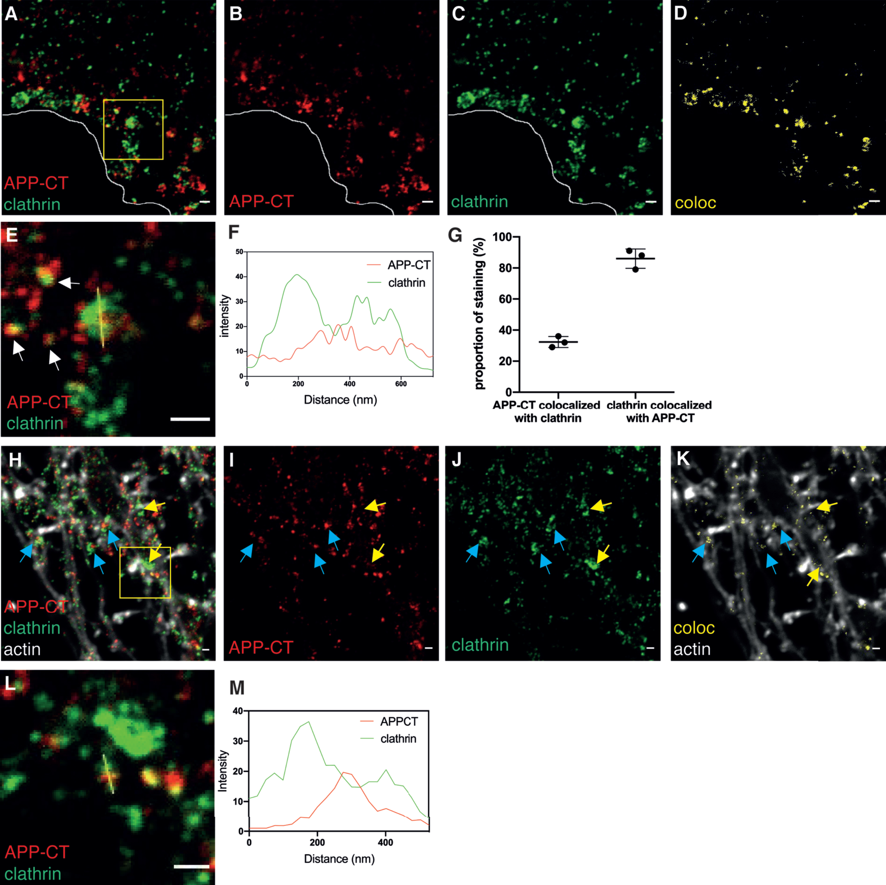 STED images of APP-CT in clathrin-coated pits and clathrin-coated vesicles in soma and neurites. Immunolabeling and 2-channel STED imaging was used to visualize the subcellular localization of APP-CT and clathrin in hippocampal neurons. A third, confocal, channel was used to image the actin cytoskeleton (phalloidin staining). Scale bar for all pictures: 500 nm. A-D) APP-CT (red) and clathrin (green) in soma. The border of the cell is marked in white. Images show, from left to right, A) both channels, B) APP-CT, and C) clathrin, respectively. D) The areas with colocalization of APP-CT and clathrin in (A) is shown in yellow. E) Zoomed-in image of the region marked with a yellow square in (A). Small vesicles with APP-CT staining partially colocalized with clathrin are marked with white arrows, while APP-CT enclosed by a coat of clathrin in a half-spherical shape is marked with a yellow line. F) Plot intensity analysis of the signal along the yellow line in (E). G) Percentage of total APP-CT staining in soma that colocalized with clathrin and of total clathrin staining in soma that colocalized with APP-CT. Data were quantified from 3 samples, cultured from different batches of mice embryos. All error bars represent mean±sd. Analysis was done by “particle analyze” in ImageJ. Threshould “Moments” was applied for the Aβ42 channel. Threshould “Triangle” was applied for the clathrin channel. H-J) APP-CT (red) and clathrin (green) in neurites, combined with actin staining in white to show the outline of the neurites (the latter imaged by confocal microscopy). Images show, from left to right, H) all channels, I) APP-CT, and J) clathrin. Some spots of colocalization for APP-CT and clathrin are marked with blue arrows, while structures containing clathrin but not APP-CT are marked with yellow arrows. K) Colocalization of APP-CT and clathrin are shown in yellow. L) Zoomed-in image of the structure marked by the yellow square in (H). The brightness was increased by ImageJ in order to see the weak signal. M) Plot intensity analysis of the signal along the yellow line in (L).
