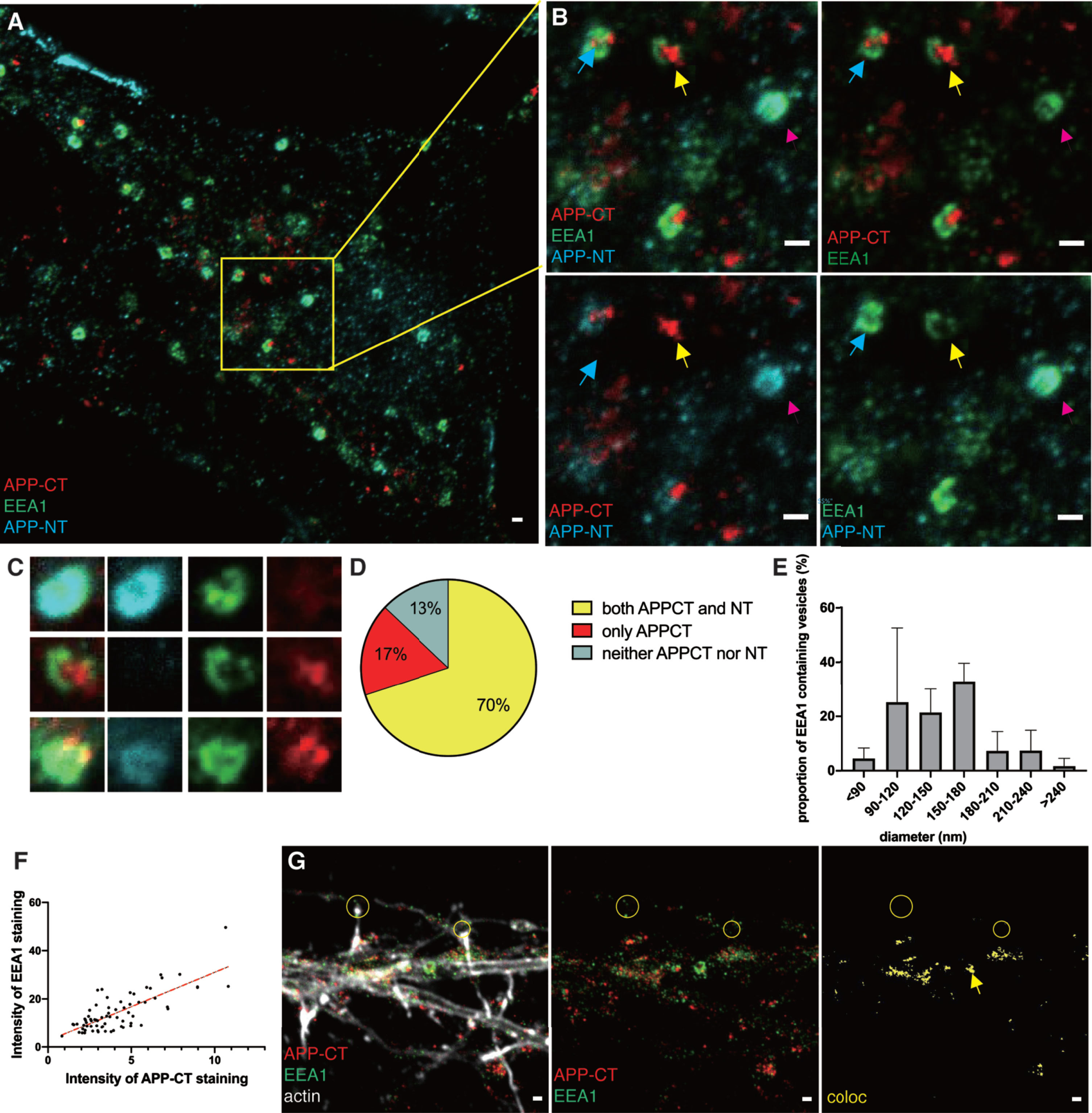 STED images of APP fragments in early endosomes. Immunolabeling and 2- or 3-channel STED microscopy was used to visualize the subcellular localization of APP-CT and/or APP-NT and the early endosome marker EEA1 in hippocampal neurons. 2-channel STED imaging was combined with a third confocal channel to image the actin cytoskeleton (phalloidin staining). Scale bar for all pictures: 500 nm. A) 3-channel STED images of APP-CT (red), APP-NT (cyan) and EEA1 (green) in soma. B) Zoomed-in field and separate channels. Yellow arrows point at vesicles containing APP-CT but not APP-NT. Magenta arrows point at vesicles containing APP-NT but not APP-CT. Blue arrows point at vesicles containing both APP-CT and APP-NT. C) 3-channel STED images of zoomed-in early endosomes visualizing EEA1 (green), APP-CT (red) and APP-NT (cyan) showed in merged and separate channels. D) Quantification of APP-CT and/or APP-NT in EEA1-positive early endosomes (n = 70). E) Quantification of the size (diameter) of EEA1-positive vesicles. Data were quantified from 5 different batches of hippocampal neurons. All error bars represent mean±sd. F) Quantification of the intensity of EEA1 and APP-CT staining in soma (n = 70). G) 2-channel STED images of APP-CT (red) and EEA1 (green) in neurites overlayed with actin shown in a confocal channel. Images show, from left to right, all channels, APP-CT and EEA1, colocalization of APP-CT and EEA1. Lack of colocalization in two synaptic regions are marked by yellow circles. The yellow arrow points out the large EEA1-containing vesicle.