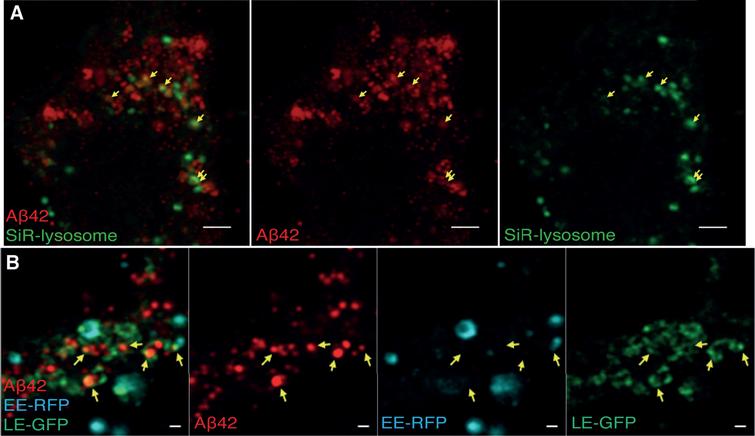 Airyscan images of Aβ42 and live cell labeled endosomes/lysosomes in soma. Cells were treated with live endosomal/cell markers, fixed, immuno-stained for Aβ42 and imaged by confocal microscopy with an Airyscan detector. A) Aβ42 (red) and SiR-lysosome (green). Scale bars: 2μm. B) Aβ42 (red), late endosome-GFP (LE-GFP) (green), early endosome-RFP (EE-RFP) (cyan). Colocalization is marked by yellow arrows. Scale bars: 500 nm.