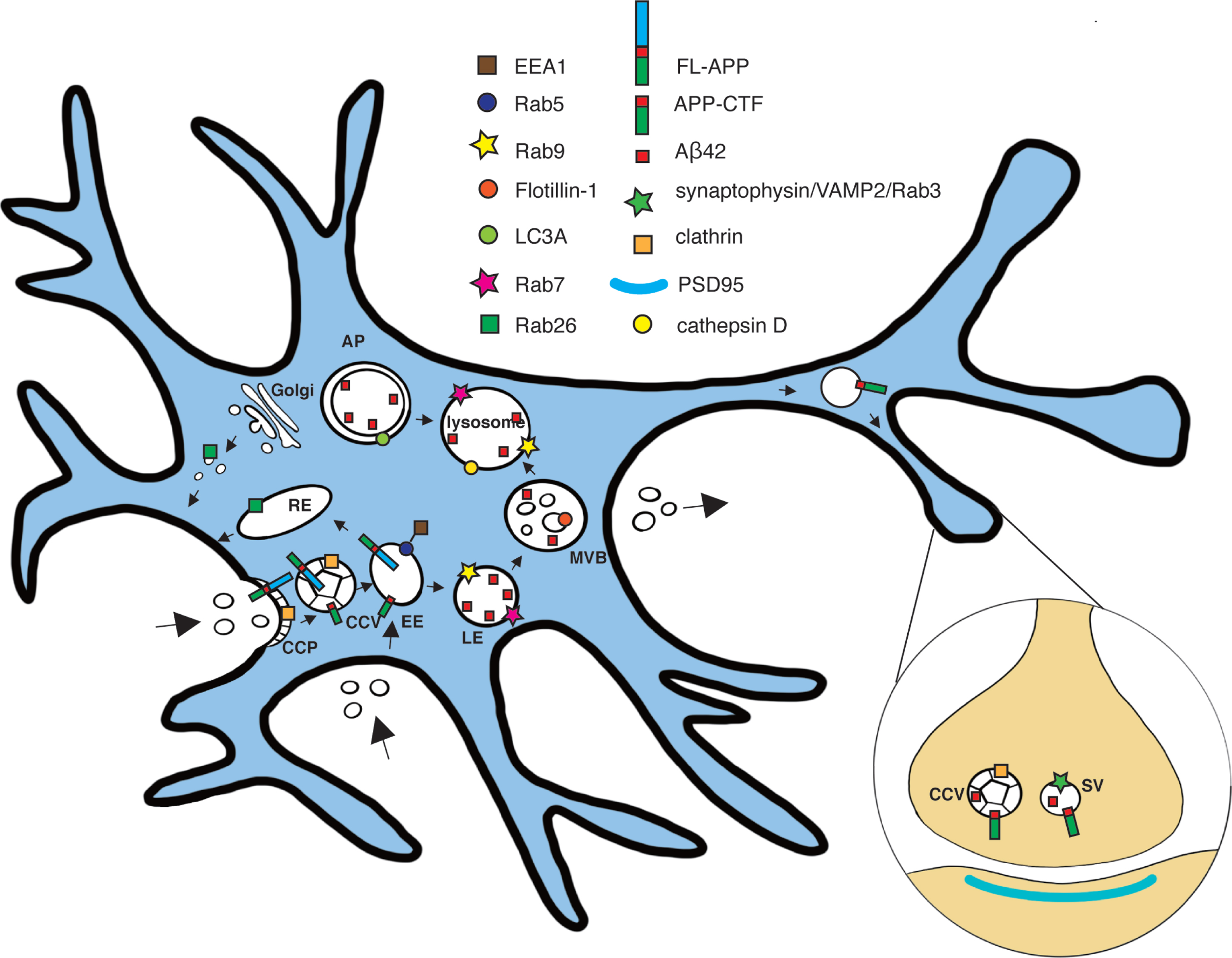 Scheme of subcellular localization of full-length AβPP, CTFs, and/or Aβ42 in hippocampal neurons. The subcellular localization of full-length AβPP (FL-APP), APP-C-terminal fragments (APP-CTF), and Aβ42 in the endocytic-lysosomal system, based on STED imaging of hippocampal neurons, is shown. Early endosome antigen 1 (EEA1); clathrin coated vesicle (CCV); Early endosome (EE); Multi-vesicular body (MVB); Late endosome (LE); Autophagosome (AP); Synaptic vesicle (SV).