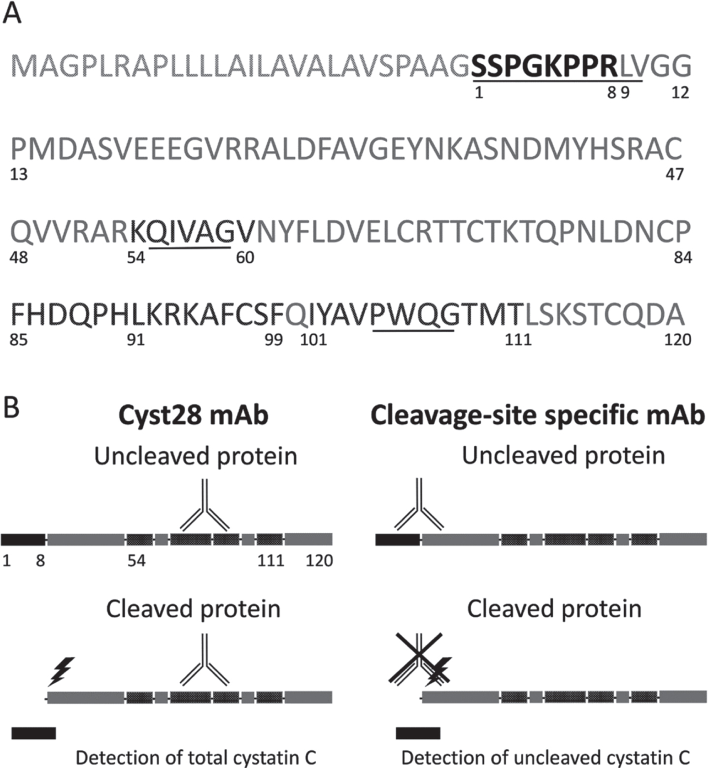 Cystatin C protein and the ELISA assay. (A) Amino acid sequence of Cystatin C. The N-terminal octapeptide is highlighted in black (the preceding 26 amino acids are cleaved before the mature protein is secreted). The epitope recognized by mAb Cyst28 encompasses residues 54 -60, 85 -91, 92 -99 and 101 – 111 and is highlighted in darker grey. The sequences interacting with target proteolytic enzymes are underlined. (B) Schematic representation of secreted Cystatin C, showing the targets of the antibodies used in the ELISA. The mAb Cyst28 detects both octapeptide-uncleaved and cleaved cystatin C. The cleavage site-specific antibody recognizes specifically the octapeptide-uncleaved cystatin C.