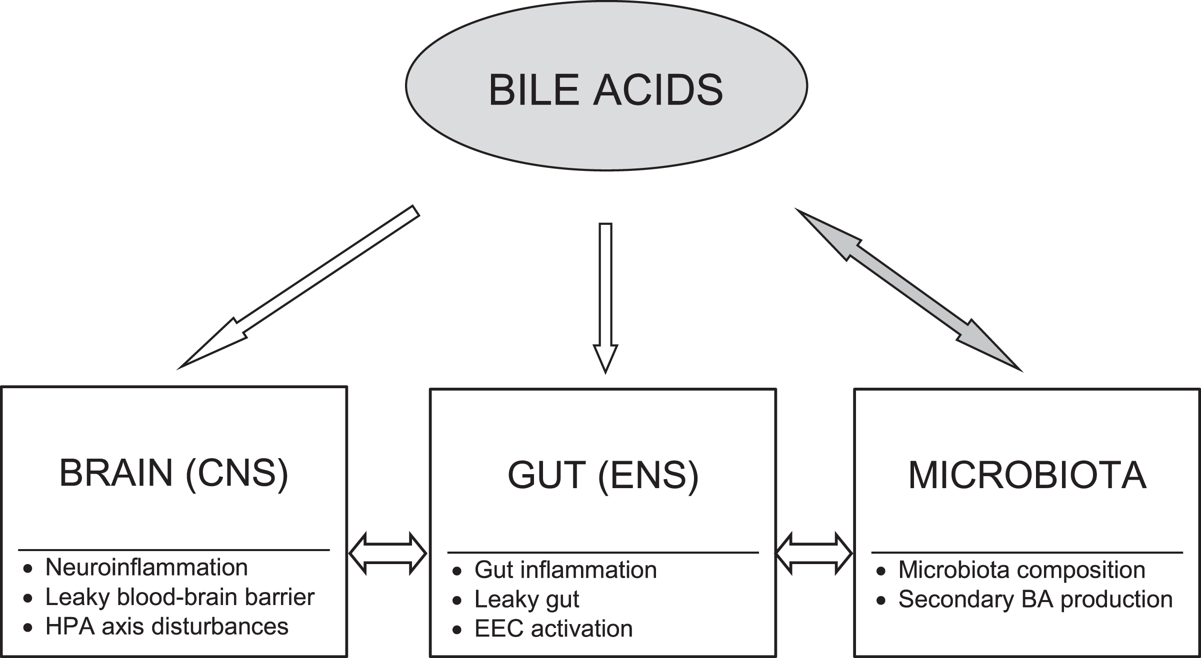 Bile acid modulatory effects on the brain-gut-microbiota axis in Alzheimer’s disease. Bile acids (BAs) may act as modulators of each level of the brain-gut-microbiota axis. There are bidirectional interactions between gut microbiota and BAs. The BA pool composition depends on gut microbiota producing secondary BAs, whereas BAs significantly influence microbiota composition. The primary to secondary BA ratio determines their signaling due to diversified binding affinities of BAs to various receptors. BAs may modify activation of both peripheral and central neural and immune cells as well as affect gut barrier and blood-brain barrier permeability. Moreover, BAs through their receptors exert neuroendocrine effects via enteroendocrine cells (EEC) and the hypothalamic-pituitary-adrenal (HPA) axis. CNS, central nervous system; ENS, enteric nervous system.