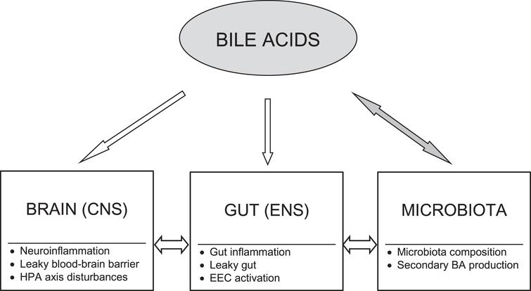 Bile acid modulatory effects on the brain-gut-microbiota axis in Alzheimer’s disease. Bile acids (BAs) may act as modulators of each level of the brain-gut-microbiota axis. There are bidirectional interactions between gut microbiota and BAs. The BA pool composition depends on gut microbiota producing secondary BAs, whereas BAs significantly influence microbiota composition. The primary to secondary BA ratio determines their signaling due to diversified binding affinities of BAs to various receptors. BAs may modify activation of both peripheral and central neural and immune cells as well as affect gut barrier and blood-brain barrier permeability. Moreover, BAs through their receptors exert neuroendocrine effects via enteroendocrine cells (EEC) and the hypothalamic-pituitary-adrenal (HPA) axis. CNS, central nervous system; ENS, enteric nervous system.