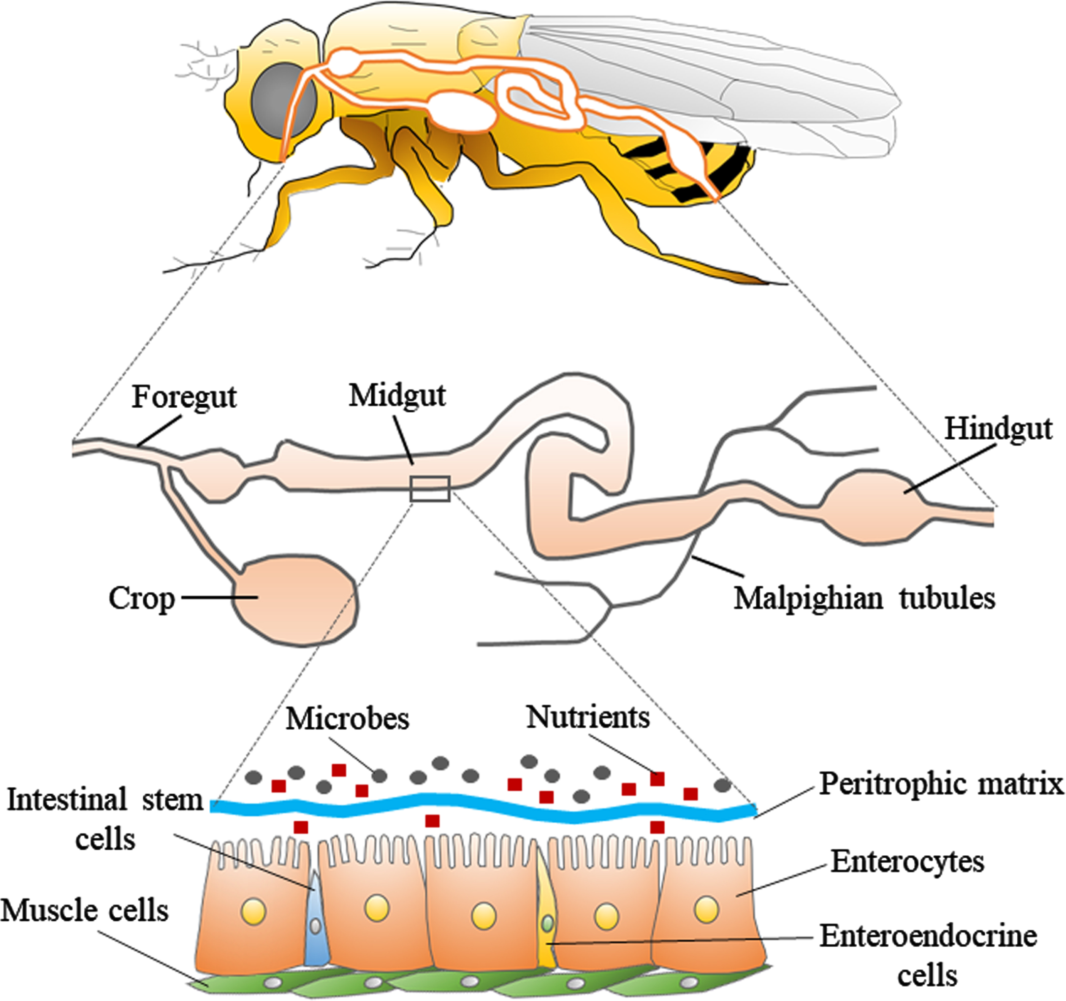 Structure of the digestive tract in Drosophila. The upper panel shows a schematic diagram of the body and digestive tract of Drosophila. The middle panel shows the general parts of the digestive tract, which is divided into three parts: foregut, midgut, and hindgut. The lower panel shows the fine structure of a portion of the midgut. The layer consisting of enterocytes, enteroendocrine cells, and intestinal stem cells is covered with muscle cells. There is a peritrophic matrix between the enterocytes and the microbes, which physically separates the enterocytes from the microbes.