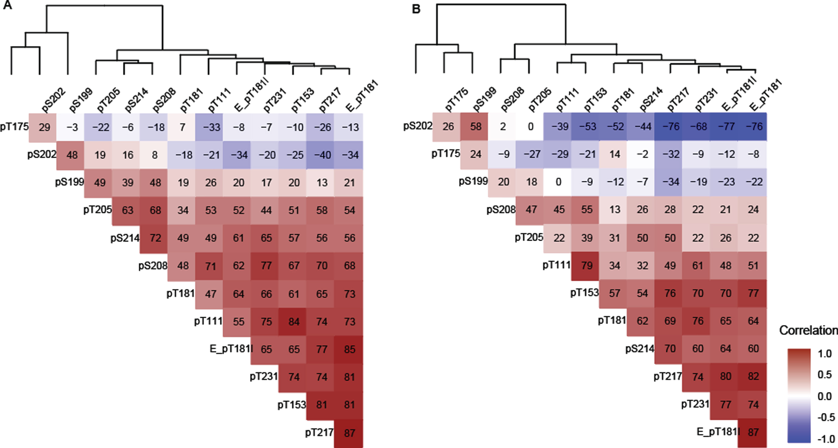 Spearman correlation (x 100) between tau phosphorylation ratios on monitored sites in (A) Cohort A, (B) Cohort B. The two cohorts support the identification of independent groups of association on site-specific phosphorylation occupancies that shift with disease severity. The dendrogram represents clusters of CSF hyperphosphorylation at different sites in Cohort A and resembles the pattern similarities seen in Fig. 1. Red highlight indicates positive correlation, white no correlation, blue negative correlation. Elecsys level (pg/mL):E_pT181l, Elecsys ratio (pTau181/tTau):(E_pT181), others are corresponding MS ratio pTau/uTau).