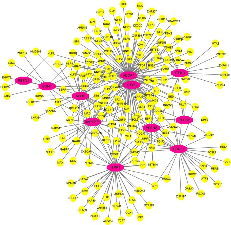 Network of TF-gene interactions with 4 hub genes and common AD risk genes. AD risk genes: PSEN1, PSEN2, APOE, SORL1, ABCA7, PLCG2, BDNF. Hub genes: ITPR1, ITPR3, ITPKB, RAPGEF3. The red node represents the AD risk genes and hub genes, yellow node represents TF-genes.