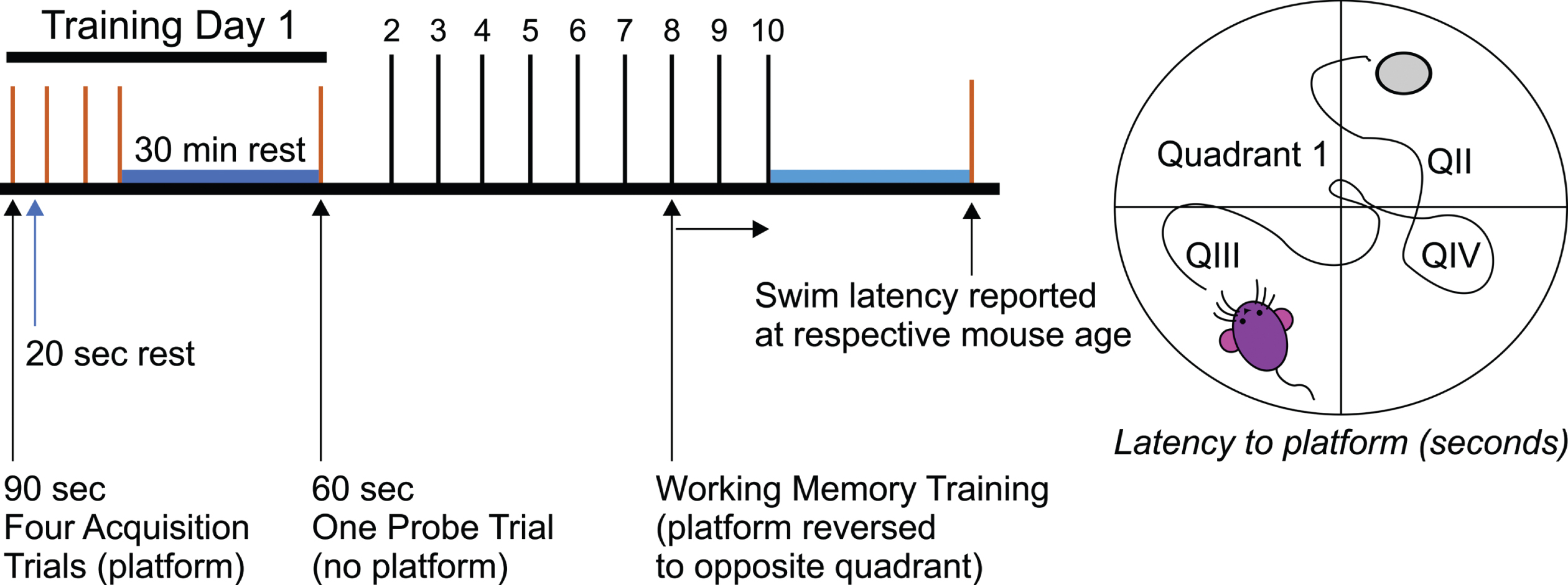 Evaluation of spatial memory in AβPP mice using the Morris Water Maze. The MWM is an intermittently sensitive test to evaluate reference memory performance for AβPP mice [47].