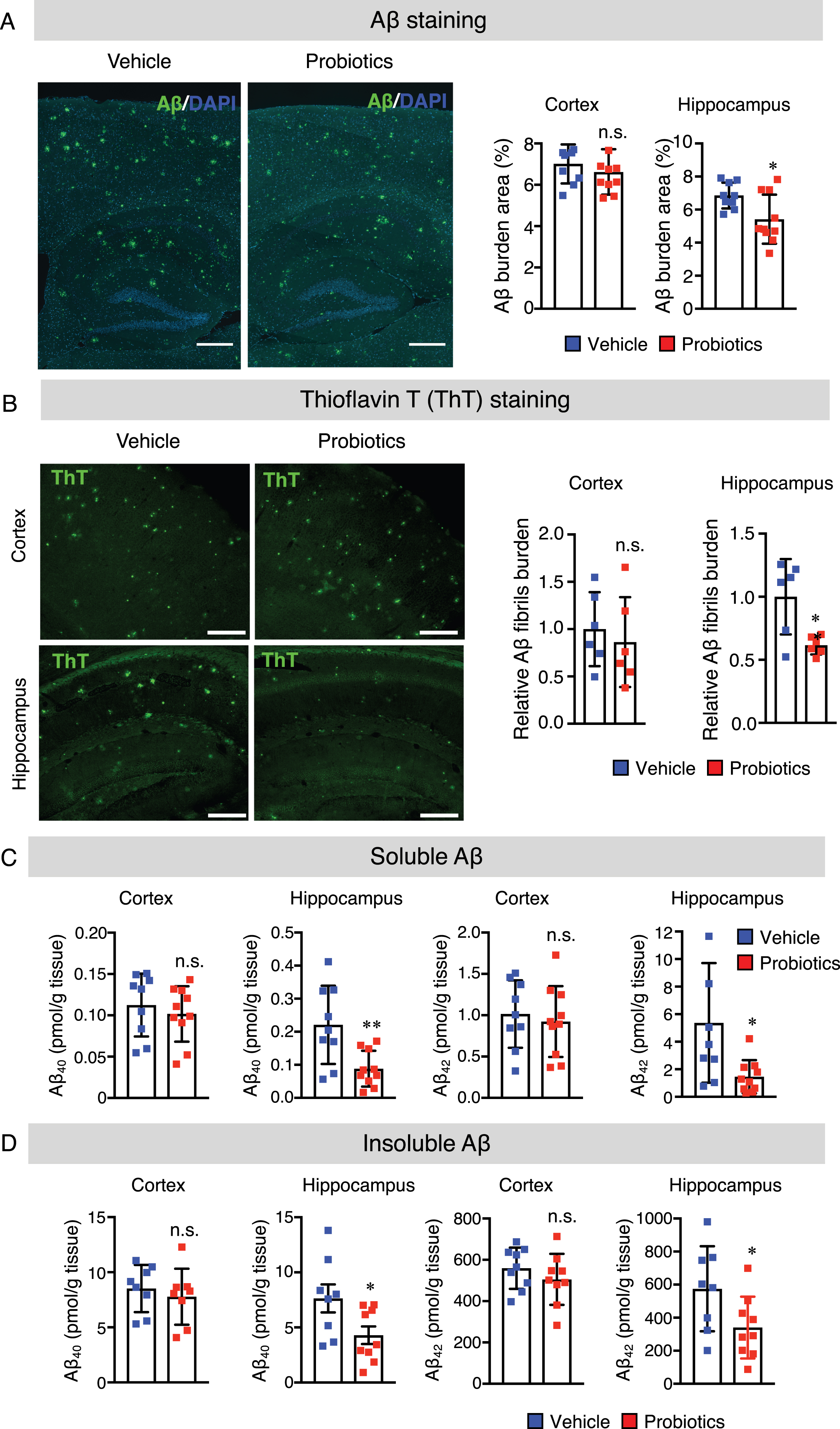 B. breve MCC1274 supplementation reduces Aβ plaque burden, Aβ levels, and Aβ fibrils in the hippocampus of AppNL-G-F mice. A) The representative fluorescent images of Aβ plaque burden detected by anti-Aβ antibody (82E1), which recognizes both Aβ40 and Aβ42 (left panel). Aβ burden areas including the cortex and hippocampus were quantified as the percentage of immunostained area divided by all cortical and hippocampal areas (right panel). Scale bars are 250μm. B) The representative fluorescent images of Aβ fibril were detected by thioflavin T (left panel). Relative Aβ fibril burden in both cortex and hippocampus were quantified (right panel), Scale bars are 100μm. Sandwich ELISA result of cortical and hippocampal levels of soluble Aβ40 and Aβ42 (C) and insoluble Aβ40 and Aβ42 (D) of AppNL-G-F mice. Aβ levels were normalized to each tissue weight. Data are expressed as the mean±SD, n = 9-10, *p < 0.05, **p < 0.01 compared with the vehicle group, as determined by Student’s t-test.