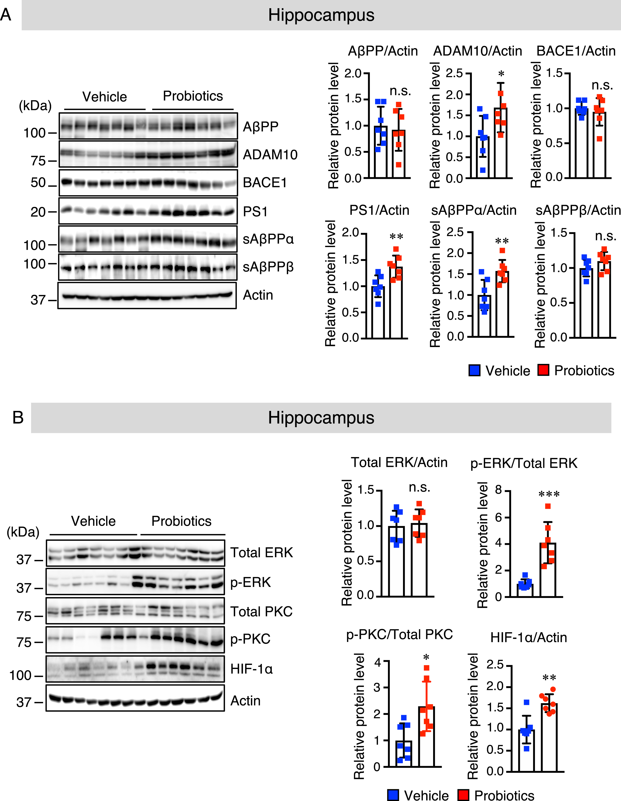 B. breve MCC1274 supplementation upregulates ADAM10 protein level in the hippocampus of AppNL-G-F mice. Protein levels of AβPP, ADAM10, BACE1, PS1, sAβPPα, sAβPPβ, and actin (A) and protein levels of total ERK, phosphorylated (p) ERK, total PKC, pPKC, HIF-1α, and actin (B) in the hippocampus were determined by western blot analysis, quantified by densitometry, normalized to actin level, and expressed as a value relative to the control. Data are expressed as the mean±SD, n = 7. *p < 0.05, **p < 0.01, ***p < 0.001 compared with the vehicle group, n.s., no significant difference, as determined by Student’s t-test.