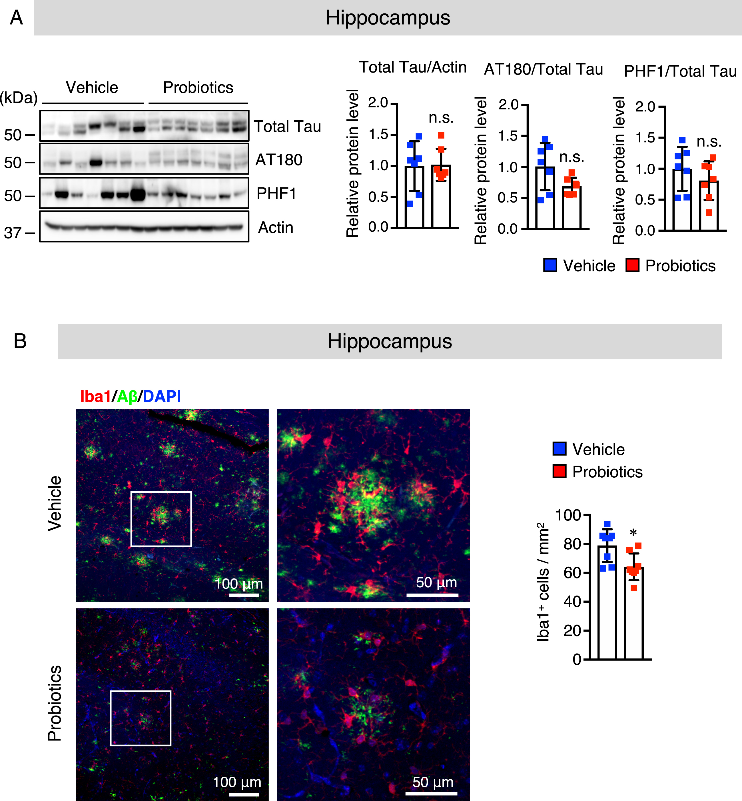 B. breve MCC1274 supplementation does not affect the phosphorylation of tau and attenuates microglial activation in the hippocampus of AppNL-G-F mice. A) The protein levels of total Tau, AT180 (p-Thr23), PHF1 (p-Ser369/Ser404), and actin in the hippocampus were determined by western blot analysis, quantified by densitometry, normalized to actin level, and expressed as a value relative to the control. B) Brain sections were stained with the anti-Iba1 (red) and anti-Aβ (green) antibodies, and cell nuclei were stained with DAPI (blue). Representative images of the hippocampus (left panel). Highly magnified images of the squared region in the left panels are shown in the adjacent right panels. Numbers of Iba1-positive cells (right panel) in the hippocampus. Data are expressed as the mean±SD, n = 6-7, *p < 0.05 compared with the vehicle group, n.s., no significant difference as determined by Student’s t-test.