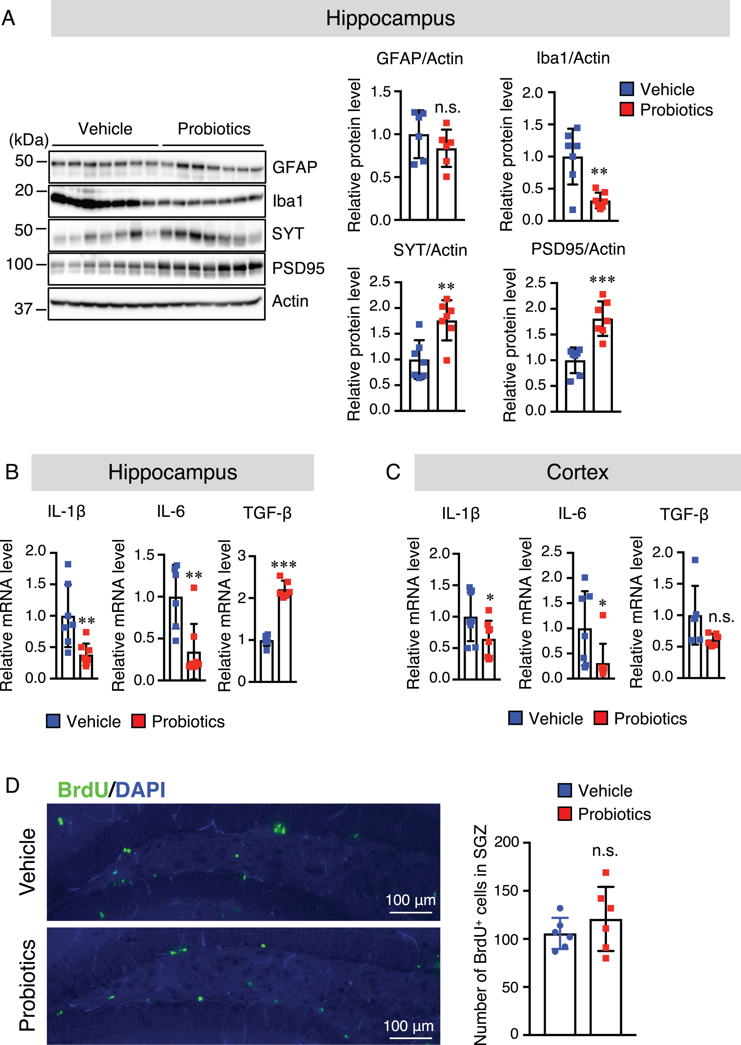 B. breve MCC1274 supplementation decreases the Iba1 protein level and increases synaptic protein levels in the hippocampus, whereas it has no effect on cell proliferation in the DG of the hippocampus. A) Protein levels of GFAP, Iba1, SYT, PSD95, and actin in the hippocampus were determined by western blot analysis and quantified by densitometry, normalized to actin level, and expressed as a value relative to the control. IL-6 and IL-1β, and TFG-β1 mRNA expression levels in the hippocampus (B) and cortex (C) were assessed by qRT-PCR analysis. Each mRNA expression was normalized to the corresponding amount of GAPDH mRNA. D) Brain sections were stained with the anti-BrdU antibody (green) and cell nuclei were stained with DAPI (blue) in DG in the hippocampus (left panel). The number of BrdU+ cells in the SGZ of DG (right panel). Data are expressed as the mean±SD, n = 6-7, *p < 0.05, **p < 0.01, ***p < 0.001 compared with the vehicle group n.s., no significant difference as determined by Student’s t-test.