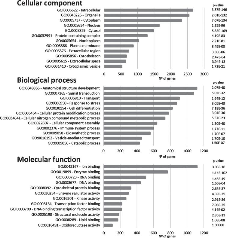 Gene ontology analyses. Graphical representation of the distribution of the genes in the ‘Synaptic AD/IS coincident network’ with respect to cellular component, biological process, and molecular function. Top 12 hits are indicated.
