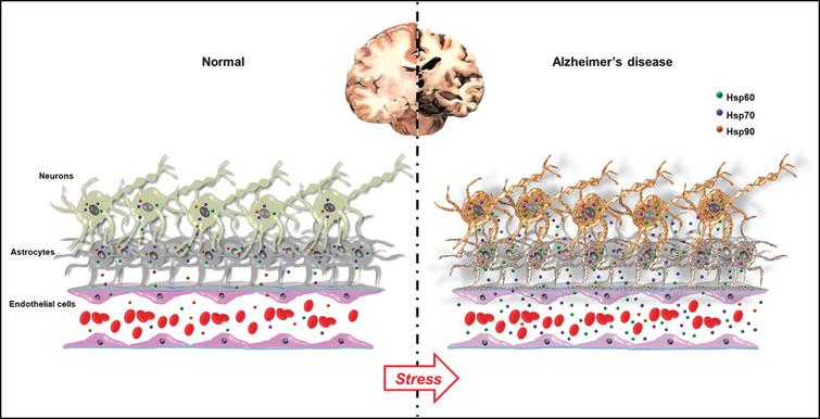 Stress, heat shock proteins (molecular chaperones), and neurons: normal versus Alzheimer’s disease (AD) brains. The figure summarizes our working hypothesis derived from our results and based on literature data. Under normal conditions, Hsp60, Hsp70, and Hsp90 are ubiquitously expressed at their physiological levels and they can be released into the extracellular environment to serve, for example, as cell to cell communicators. As reported in the text, in AD, Hsp60 and Hsp70 are overexpressed in stressed neurons and/or activated glia. The degree of Hsp60, Hsp70 and Hsp90 expression may reflect the neuropathological abnormalities present in AD brain. We hypothesize that Hsp60 and Hsp70 are upregulated in response to cellular stress to protect brain cells against stress, and counteract misfolded proteins aggregation and deposition. On the contrary, Hsp90 downregulation could be related to the failure of the instauration of defense mechanisms against proteotoxic stress, which would facilitate the progression of neurodegeneration. The three chaperones, following extracellular accumulation, can cross the blood-brain barrier by a mechanism yet to be elucidated and, thus, be present in the circulation, making them easily accessible as biomarkers providing information on what is going on in the cells of origin, e.g., stressed AD neurons.