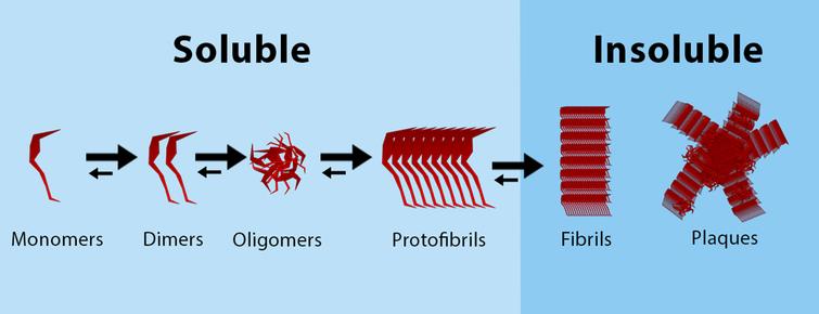 Aggregation of Aβ, from monomers to plaques. Soluble Aβ monomers aggregate together to form dimers and oligomers, that can form soluble protofibrils. These protofibrils aggregate to form insoluble fibrils, that can form amyloid plaques.