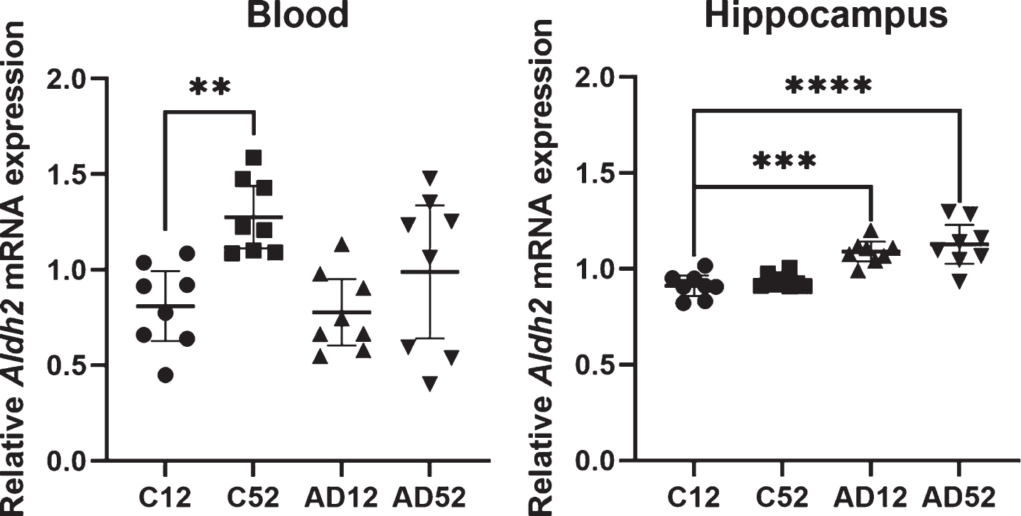 Re-analysis of our transcriptome data using the AD mouse model (3xTg-AD). Aldh2 mRNA expression in blood is increased with age in wild-type mice (ANOVA p < 0.01, Dunnett’s multiple comparison test: C12 versus C52 p < 0.01) and that in the hippocampus is significantly elevated in 3xTg-AD mice (ANOVA p < 0.001, Dunnett’s multiple comparison test: C12 versus AD12 p < 0.01 and C12 versus AD12 p < 0.0001). Lines are at means with 95% CI [19]. AD12, AD mouse at 12 weeks of age; AD52, AD mouse at 52 weeks of age; C12, control mouse at 12 weeks of age; C52, control mouse at 52 weeks of age.