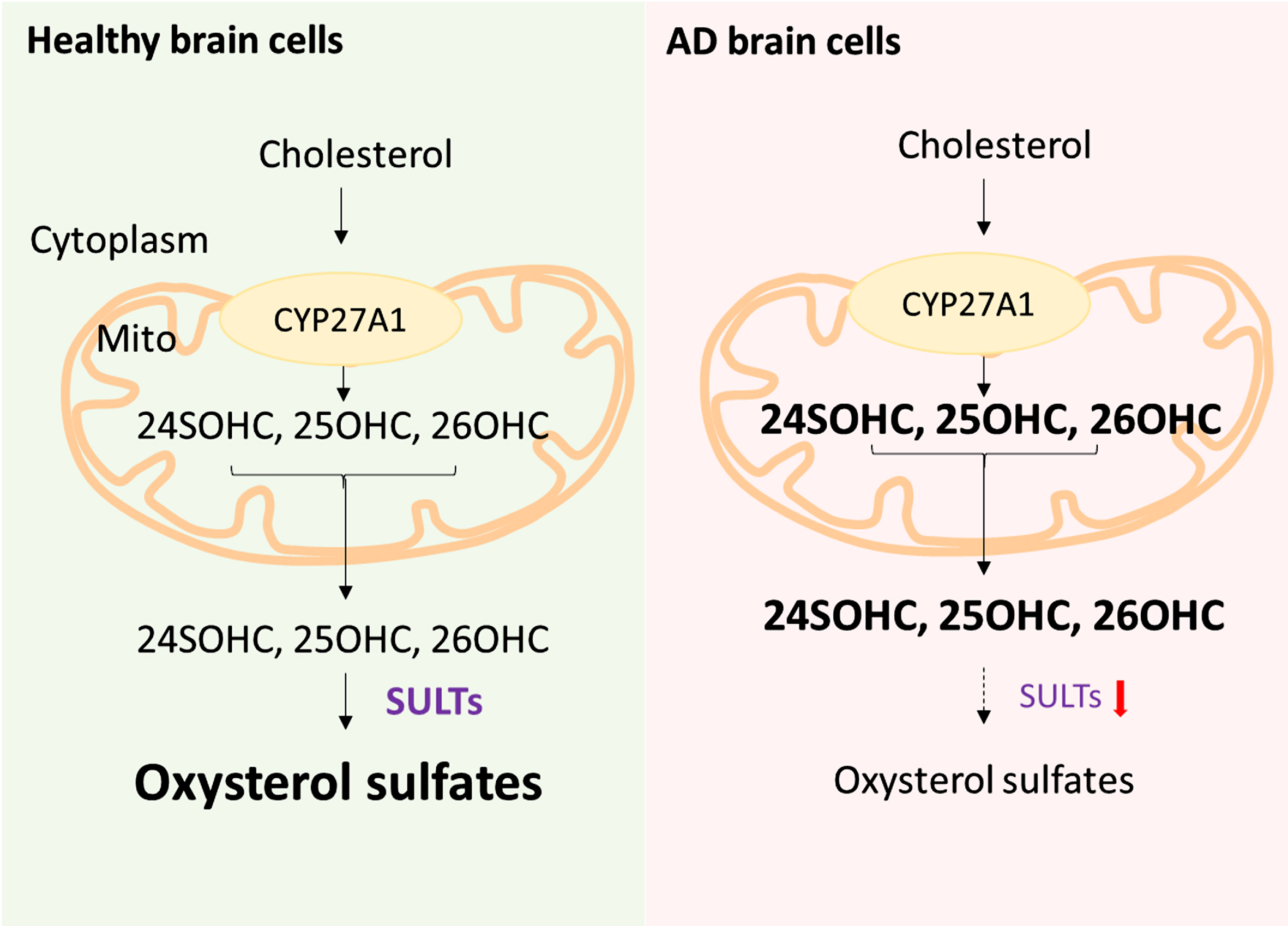 A schematic representing the key steps of mitochondrial oxysterol synthesis and conversion to oxysterol sulfates in cytosol. AD patients are reported to have low levels of brain sulfotransferase (SULT) genes and enzymatic activity [53, 54]. This may result oxysterols accumulation in AD brain cells and mitochondria.