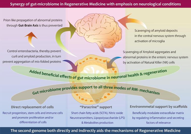 A schematic illustration describing the contribution of gut microbiome in the prevention and management of neurological conditions, through gut brain axis and microglia respectively, beside supporting all three modes of action of regenerative medicine.