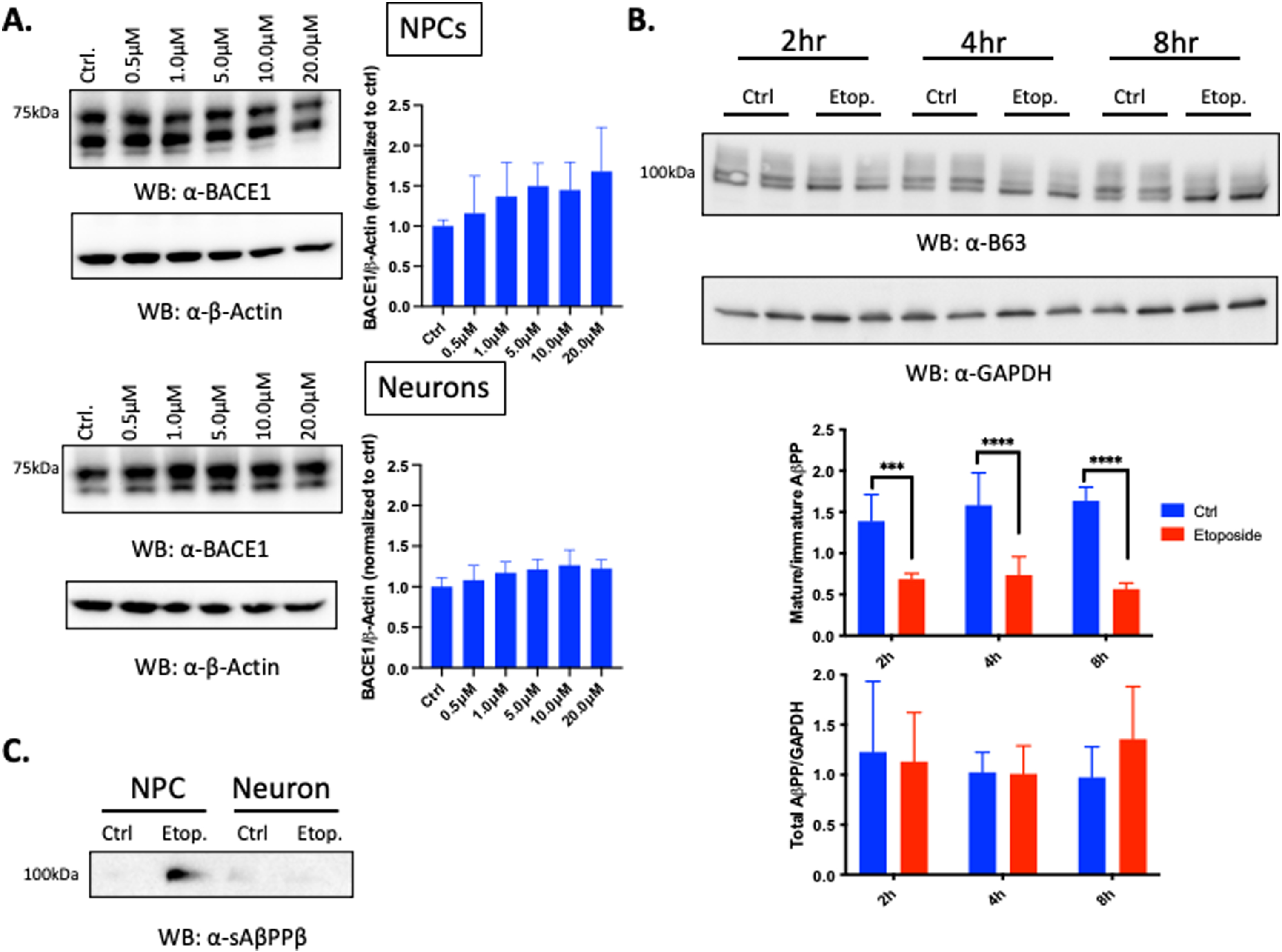 DSBs increase sAβPPβ, but not total AβPP in ReN GA2 NPCs. A) Western blot of endogenous BACE1 expression in ReN GA2 NPCs and 20 day differentiated neurons treated with and without designated concentrations of etoposide for 6 h and allowed to recover for 2 h. B) Western blot of endogenous AβPP expression in ReN GA2 NPCs treated with and without 10μM etoposide for 6 h and allowed to recover for designated times. C) Western blot of sAβPPβ in ReN GA2 NPCs and 20 day differentiated neurons with and without 10μM of etoposide treatment for 6 h and allowed to recover for 2 h. Error bars represent means±SD of two to three separate experiments, and the p values were determined using two-way ANOVA and Tukey’s multiple comparisons test. ***p < 0.001, ****p < 0.0001.