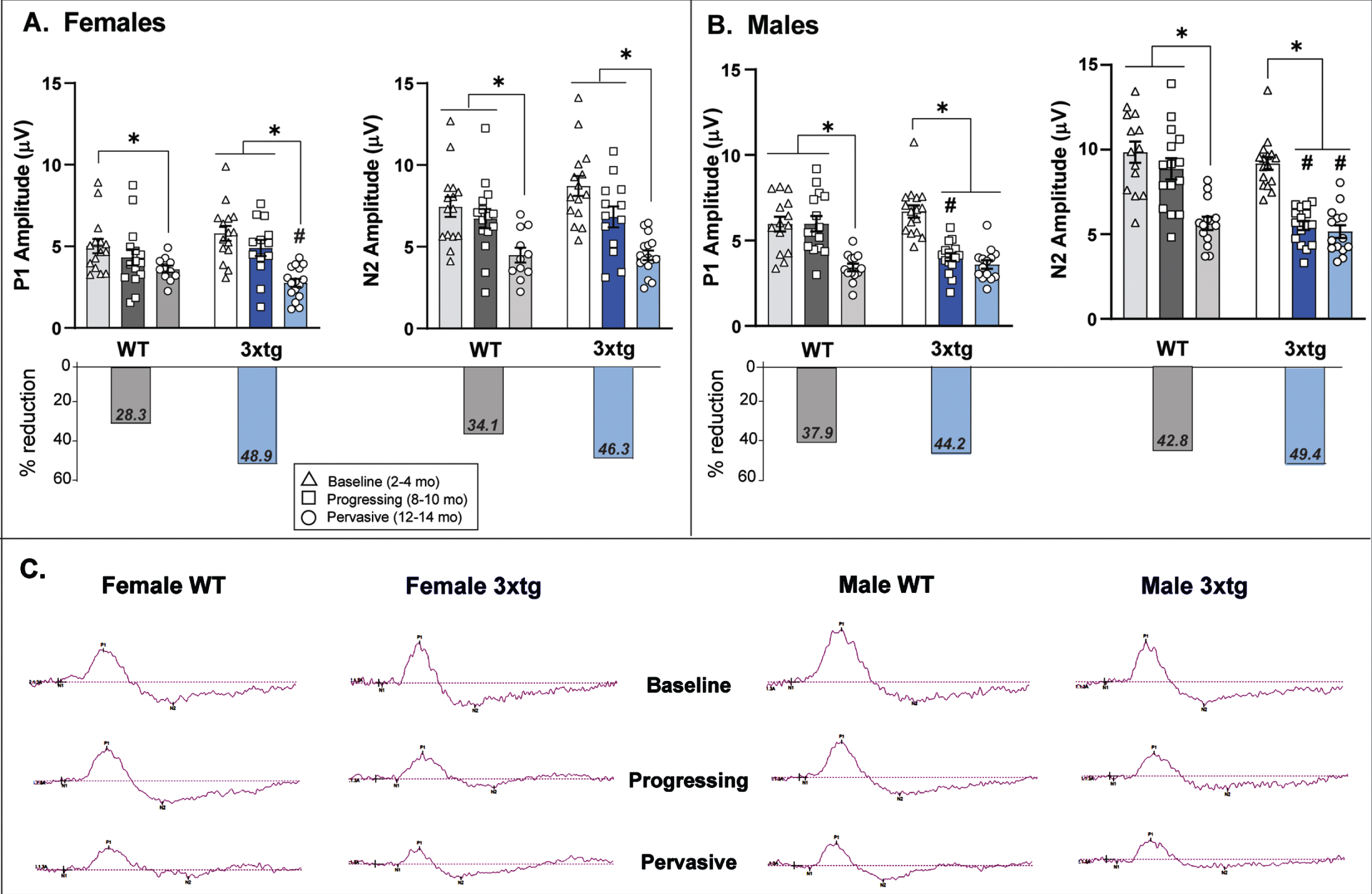 Pattern electroretinogram (PERG) response across increasing disease stage/age in 3xTg and wildtype (WT) control mice. Mean (bar) and individual (symbol) amplitudes for P1 and N2 peaks in the PERG waveform are depicted for female (A) and male (B) 3xTg and WT mice. The overall percent reduction in waveform amplitude across the entire tested age-span of mice is summarized for each sex and genotype in the lower set of bar graphs. A) P1 amplitude in female mice significantly decreases with age in both genotypes; however, the magnitude of this (% reduction) is much greater in 3xTg mice. N2 amplitude also decreased with age in both female 3xTg and WT mice—also to a greater extent in 3xTg mice. B) Both P1 and N2 amplitude were significantly reduced in male 3xTg mice in the 8-10-month age group—this reduction in PERG response occurred much earlier than normal age-related decrements in male WT mice. While these amplitude reductions occurred earlier in male 3xTg mice, the overall magnitude of these response decrements were roughly comparable between the two genotypes. *indicates significant age differences within genotype (p < 0.05); #indicates significant differences between age-matched 3xTg and WT mice (p < 0.05). Error bars represent s.e.m. Note: N2 amplitude data are negative values but were plotted as absolute values for ease of visual comparison. Data are from 108 total mice (n = 7–9 mice per sex/genotype/age group x 1-2 retina tested per mouse. C) Representative traces of the entire PERG waveform (amplitude x time) are plotted for 3xTg and WT mice by age and sex.