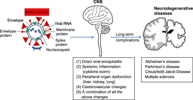 Possible links between COVID-19 and neurodegenerative diseases. Three major mechanisms are known as the major routes for the virus’s entry into the central nervous system (CNS): it could be either through the peripheral nervous system, the olfactory nerves, or the hematogenous pathway. At least four pathological mechanisms could account for the detrimental effect of COVID-19 on the CNS: (1) direct viral encephalitis, (2) systemic inflammation, (3) peripheral organ dysfunction (liver, kidney, and lung), (4) cerebrovascular changes, or (5) it could be a combination of all the above. These complications could have a long-term neurological effect either by aggravating a pre-existing neurological disorder or by developing new ones such as that of dementia including Alzheimer’s disease or Parkinson’s disease.
