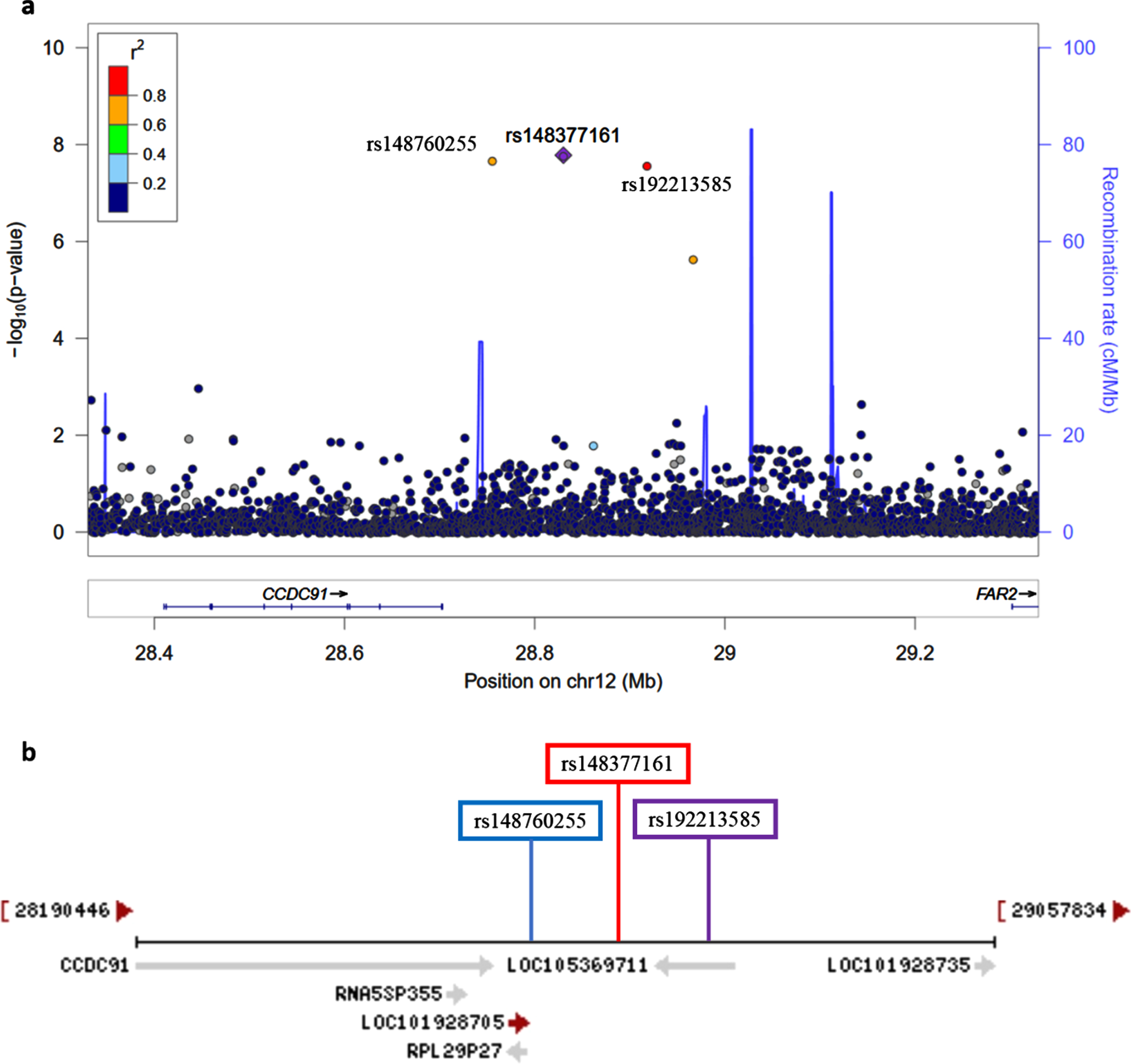 a) Regional association plot on chromosome 12 centered around the most significant SNP, rs148377161 (p = 1.66E-08) based on GRCh37 assembly. b) Locations of predicted non-coding RNAs genes and three top SNPs relative to CCDC91 based on the NCBI’s gene prediction program Gnomon and GRCh38 assembly.