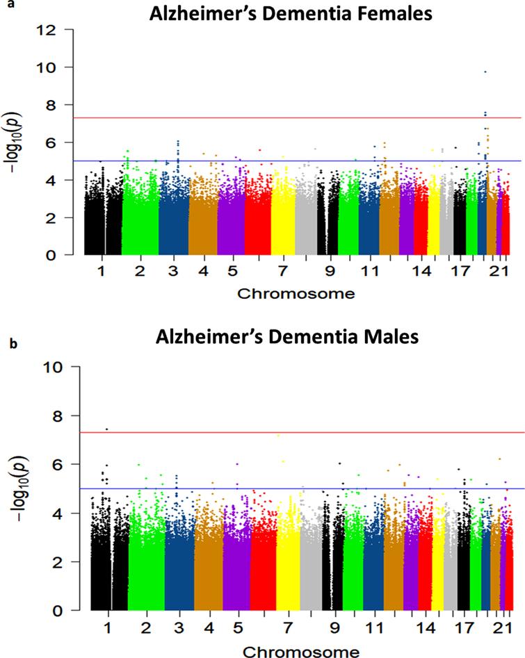 a) Manhattan plot showing genome-wide p-values for the association of Alzheimer’s Dementia in females. The threshold for genome-wide significance (p < 5E-08) is indicated by the red line and the threshold for suggestive significance (p < 1E-05) is indicated by the blue line. b) Manhattan plot showing genome-wide p-values for the association of Alzheimer’s Dementia in males. The threshold for genome-wide significance (p < 5E-08) is indicated by the red line and the threshold for suggestive significance (p < 1E-05) is indicated by the blue line.
