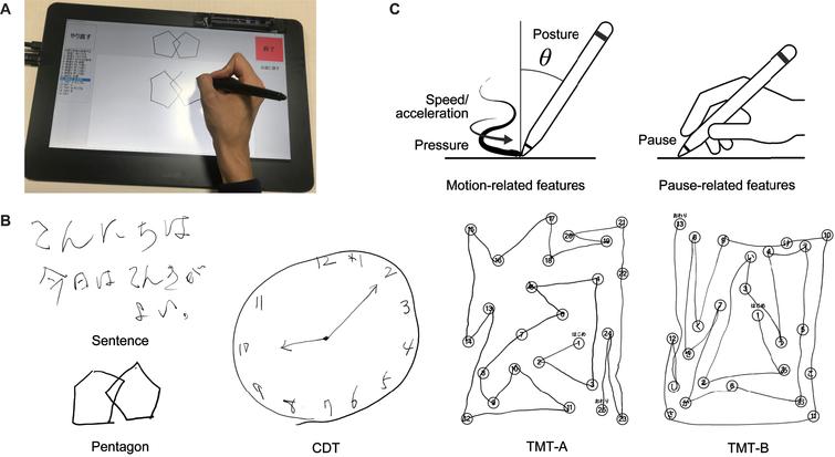 Illustration of the collection of drawing data from five drawing tasks and the extraction of drawing features. A) The digitizing tablet and pen used for data collection. B) Example outcomes of the five drawing tasks. C) Illustrations of the drawing feature categories: motion-related (speed/acceleration, pen pressure, and pen posture) and pause-related. Sentence, sentence-writing item of the Mini-Mental State Examination (MMSE); Pentagon, pentagon-copying item of the MMSE; TMT-A, Trail Making Test part A; TMT-B, Trail Making Test part B; CDT, Clock Drawing Test.