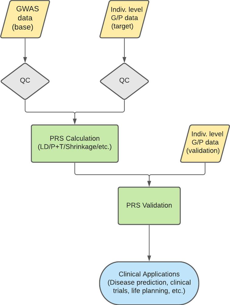 Typical PRS workflow. A normal PRS workflow involves the QC of both a base and target dataset. PRS are then calculated on the base dataset to predict the trait of interest in the target data. Validation is performed in an independent dataset to ensure a predictive and informative risk score model. This model can then be used for various clinical applications. QC, quality control; LD, linkage disequilibrium; P+T, pruning and thresholding; G/P, genotype/phenotype.
