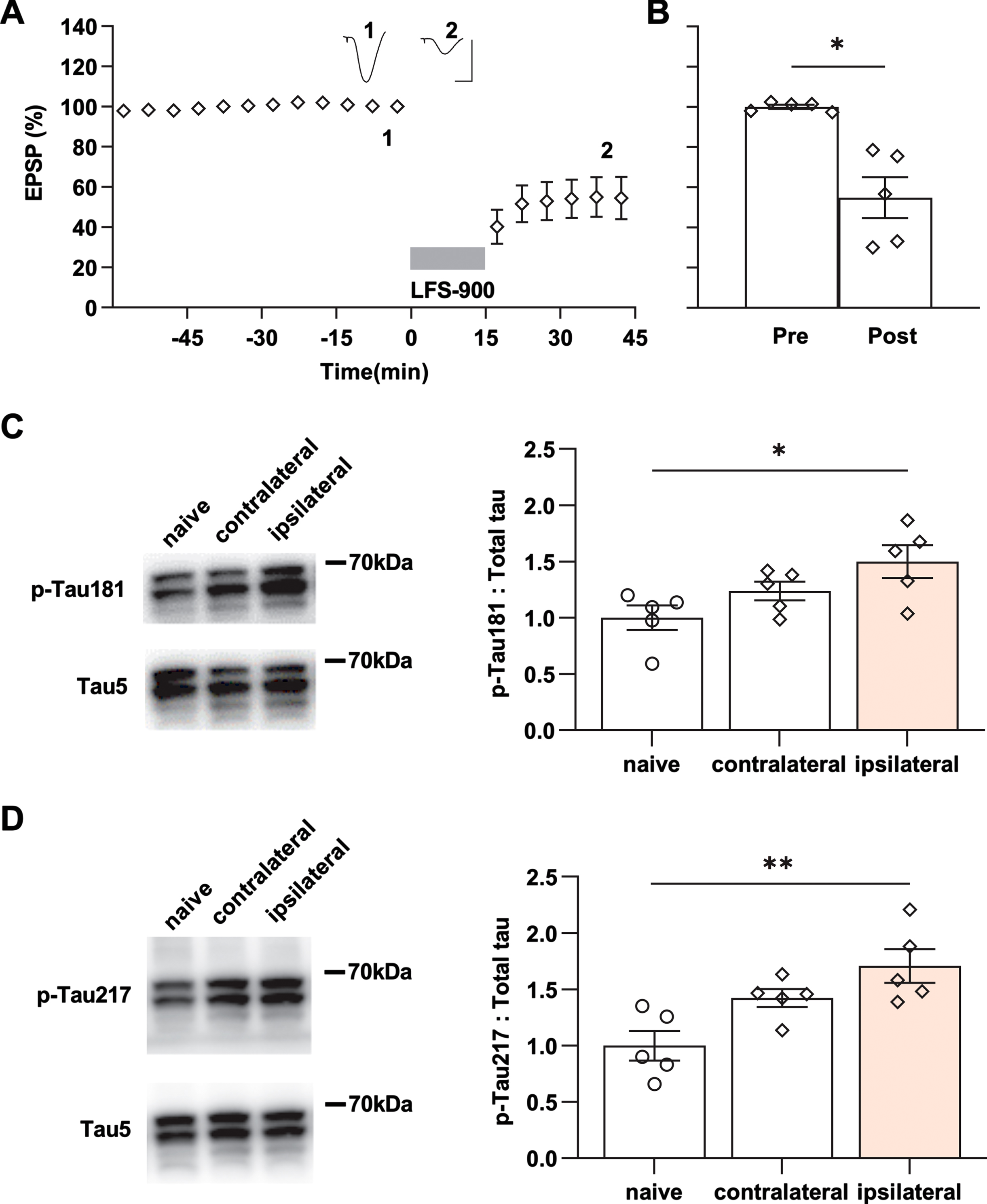 LFS enhances p-Tau181 and p-Tau217 in aged rats. A) Application of LFS-900 induced robust LTD at CA3-CA1 synapses in anaesthetized 17-18-month-old rats. Calibration bars: vertical, 2 mV; horizontal, 10 ms. B) Summarized EPSP amplitude 30 min post LFS. The EPSP decreased to 54.8±10.2% (n = 5, p = 0.0110 compared with Pre, paired t). C) Left panels show representative blotting band of p-Tau181 and total tau (Tau5) in the hippocampus of age-matched naïve control group and the experimental group either contralateral or ipsilateral to LFS. Statistical results of p-Tau181 over total tau was quantified and normalized to naïve control (n = 5 per group, ipsilateral versus naïve, p = 0.0292; contralateral versus naïve, p = 0.5075; contralateral versus ipsilateral, p = 0.4022; one-way ANOVA-Bonferroni). D) Left panels show representative blotting band of p-Tau217 and total tau (tau5) in age-matched naïve control group, contralateral hippocampus, and ipsilaterally stimulated hippocampus. Statistical results of p-Tau217 over total tau was quantified and normalized to naïve control (n = 5 per group, ipsilateral versus naïve, p = 0.0049; contralateral versus naïve, p = 0.0979; contralateral versus ipsilateral, p = 0.3905; one-way ANOVA-Bonferroni). Values are mean±s.e.m.