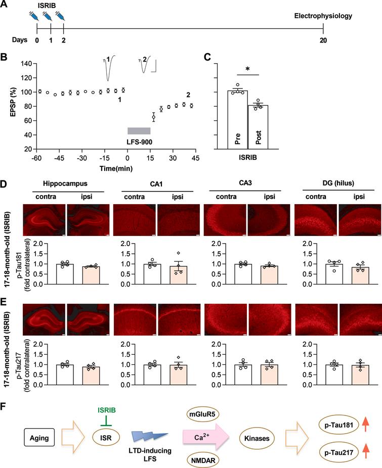 ISRIB blocks LFS-induced enhancement of p-Tau181 and p-Tau217 in aged rats. A) Experimental paradigm for ISRIB injections and electrophysiology experiments. ISRIB (2.5 mg/kg, i.p.) was systemically injected for 3 days and in vivo electrophysiology experiments were performed 18 days after the last injection. B) LFS induced robust LTD in ISRIB-treated aged rats. Calibration bars: vertical, 2 mV; horizontal, 10 ms. C) The EPSP decreased to 81.8±2.7% at 30 min post LFS (n = 4, p = 0.0211 compared with pre, paired t test). D) Treatment of ISRIB completely prevented the increase of p-Tau181 induced by LFS in aged rats. The upper panel shows the fluorescent images of p-Tau181 labeling (red). As summarized in the lower panel, no significant difference was found in the dorsal hippocampus (p = 0.0579), CA1 (p = 0.7006), CA3 (p = 0.0715), and DG (p = 0.2696); paired t test. E) Treatment with ISRIB also successfully blocked the enhancement of p-Tau217 induced by LFS in aged rats. The upper panel shows the fluorescent images of p-Tau217 labeling (red). Summarized statistical results in the lower panel show no significant difference in all regions, including dorsal hippocampus (p = 0.1185), CA1 (p = 0.9049), CA3 (p = 0.9172), and DG (p = 0.6636); paired t test. Scale bar = 200μm in hippocampus, scale bar = 50μm in CA1, CA3 and DG regions. F) Schematic diagram showing proposed mechanism of LTD-inducing LFS-triggered tau phosphorylation in aged rats. The ISR is enhanced in aged brain, resulting in increased susceptibility to cellular processes underlying the induction of mGluR and NMDAR-dependent LTD either directly or indirectly. Facilitation of certain LTD-associated kinases, such as GSK3α/β or Cdk5, may phosphorylate tau at residues Thr181 and Thr217 with high sensitivity. Values are mean±s.e.m.