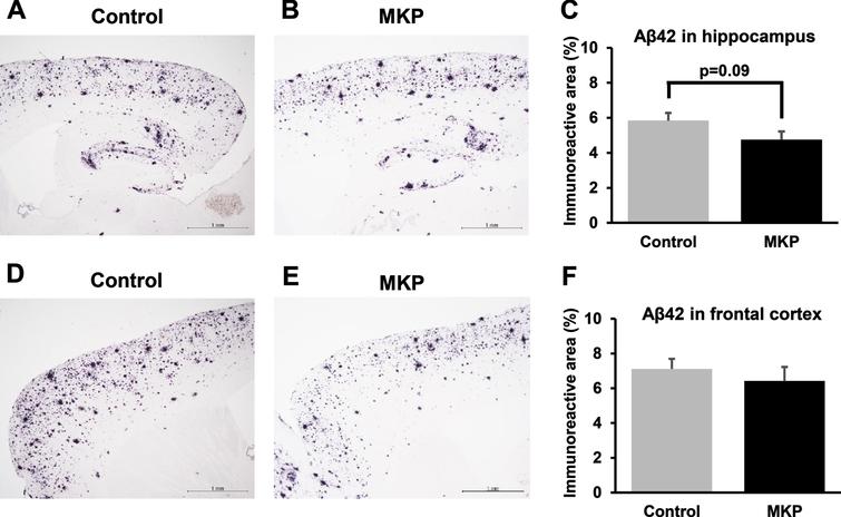 Aβ42-immunoreactivities in APP/PS1 mice after Met-Lys-Pro (MKP) p.o. administration. Free-floating brain sections in the sagittal plane were immunostained with Abeta (N) antibodies in the hippocampus (A, B, and C) and frontal cortex (D, E, and F). Immunohistochemistry images of control (A) and MKP (B) in the hippocampus. Percentage of immunoreactive areas in each group in the hippocampus (C). Immunohistochemistry images of control (D) and MKP (E) in the frontal cortex. Percentage of immunoreactive areas in each group in the frontal cortex (F). Scale bar: 1 mm. Data represent mean±SEM. Data were analyzed using the Student’s t-test. *p < 0.05 compared to Control. (Control, n = 19; MKP, n = 19).