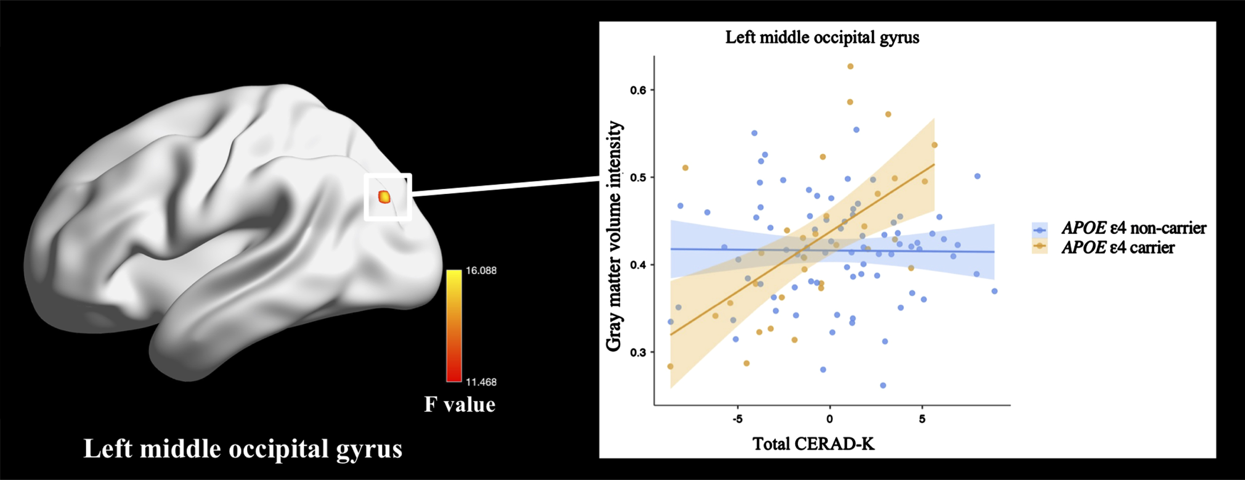 Impact of the interaction between global cognitive function and APOE ɛ4 carrier status on cortical volume in cognitively normal older adults with sub-threshold Aβ deposition. General linear model analysis adjusting for age, sex, years of education, and total intracranial volume. Thresholds were set using GRFT correction at a p < 0.05, voxel p < 0.001. The statistical threshold of cluster size > 44. Total CERAD-K, composite score summing respective z-scores of the CERAD-K VF, BNT, WLM, CP, WLR, and WLRc domains.