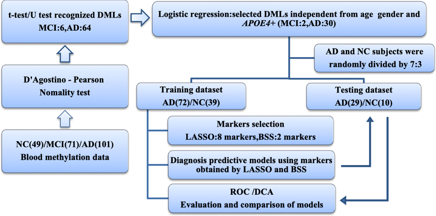 Workflow chart of data generation and analysis. Methylation data of 7 gene promoters in peripheral blood in MCI, AD, and NC groups revealed 64 AD and 6 MCI differentially methylated loci. Logistic regression was used to identify diagnostic markers independent of age, sex and APOE4 carriers. LASSO and BSS were applied to a training cohort of 72 patients with AD and 39 NC to determine the final selection of markers. These markers were then applied to a testing cohort of 29 patients with AD and 10 NC. The areas under ROC and DCA curves were used to evaluate and compare models. AD, Alzheimer’s disease; BSS, best subset selection; DCA, decision curve analysis; DMP, differentially methylated locus; LASSO, least absolute shrinkage and selection operator; MCI, mild cognitive impairment; NC, non-cognitively impaired controls; ROC, receiver operating characteristic.