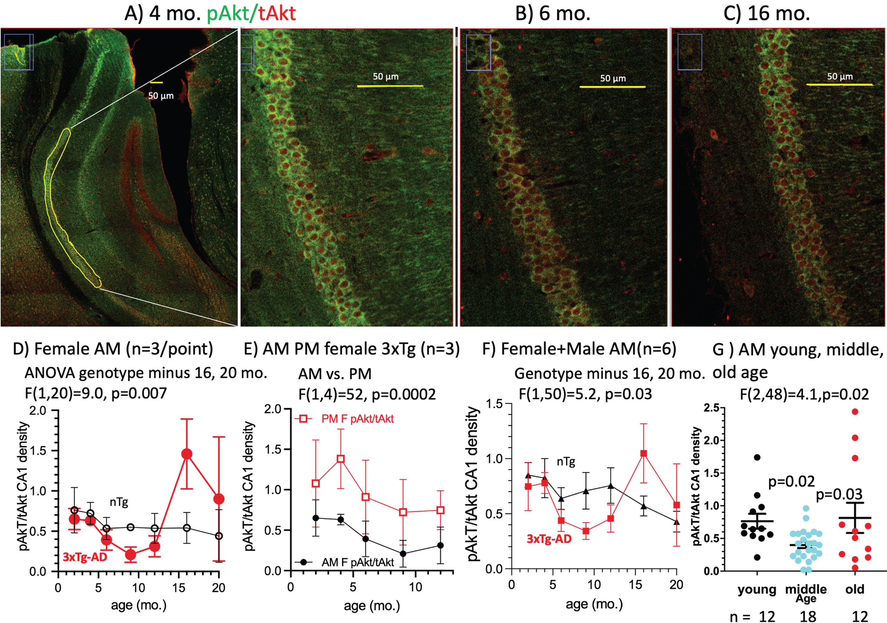 Age and genotype changes in pAkt/tAkt ratio in CA1 pyramidal neurons. A) In this 4-month-old female 3xTg-AD harvested in the AM, the pAkt/tAkt ratio was brighter than B) in a 6-month-old female AM brain (pAkt (green), tAkt (red)) due to a decrease in pAkt. C) A 16-month-old female AM brain with a higher ratio of pAkt/tAkt due to lower tAkt. Across the age-span, the pAkt/tAkt ratio in D) female AM mice dipped lower in middle-age, then higher in old age. E) Ratios in the female AM were lower than in the PM. F) 3xTg-AD ratios for males and females combined dipped lower than similar nTg brains. G) Age effects for AM females plus males combined and grouped by young (2 and 4 months), lower middle-age (6, 9, and 12 months) ratios and elevated ratios in old brains (16 and 20 months).