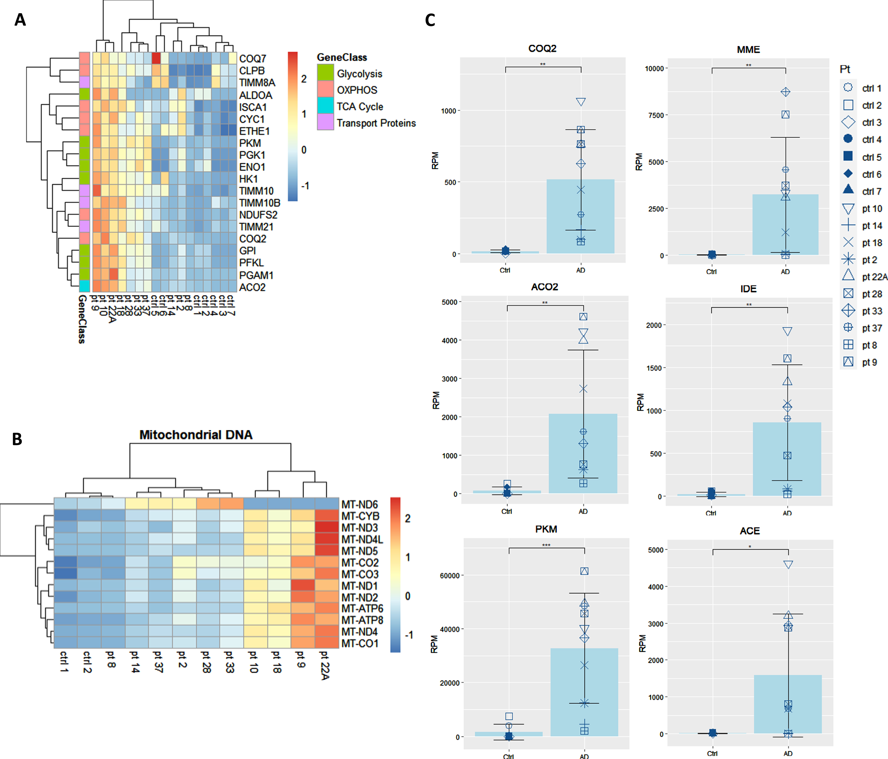Transcriptome of macrophages of PUFA-supplemented AD patients versus non-supplemented controls (caregivers). A) Microarray heatmaps of transcripts in glycolysis, OXPHOS, TCA, and transport; B) mitochondrial DNA-encoded genes in omega-3 supplemented patients versus non-supplemented caregivers. Color scale indicates the normalized level of expression of the gene for each patient and control. C) Individual analysis of the expression of energy and degradation gene transcripts in Reads per Million (RPM) in healthy non-supplemented caregivers versus PUFA-supplemented AD patients (p < 0.01).