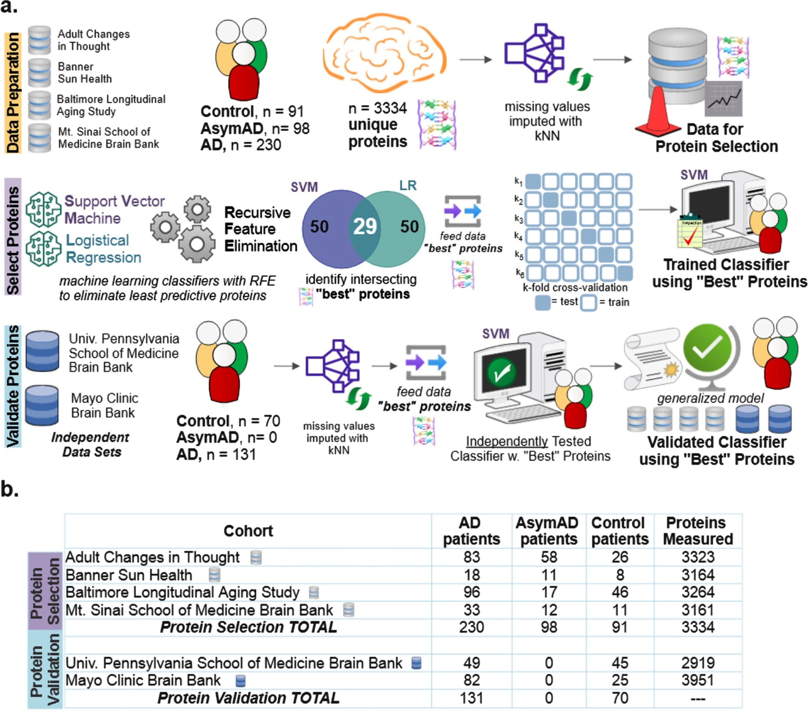Diagram explaining the data and machine learning pipeline to identify a subset of “best” predictive protein biomarkers to accurately classify Alzheimer’s disease (AD), asymptomatic Alzheimer’s disease (AsymAD), or Control. a) Machine learning pipeline consisted of data preparation, protein selection, and model validation with selected proteins. Data was prepared by aggregating four cohorts (n = 419 subjects, n = 3,334 unique proteins) and imputing missing values using k-nearest neighbor algorithm. The most predictive proteins were selected using recursive feature elimination (RFE) to construct and train a support vector machine (SVM) classifier that can predict diagnosis using only the selected “best” proteins (n = 29 or n = 88 best predictive proteins). Finally, the developed classifier model was independently validated using 2 additional cohorts (n = 201 subjects) to ensure the model’s performance generalizes to new data. b) Details of six data cohorts used in protein selection (4 cohorts) and validation (2 cohorts), including sample sizes.