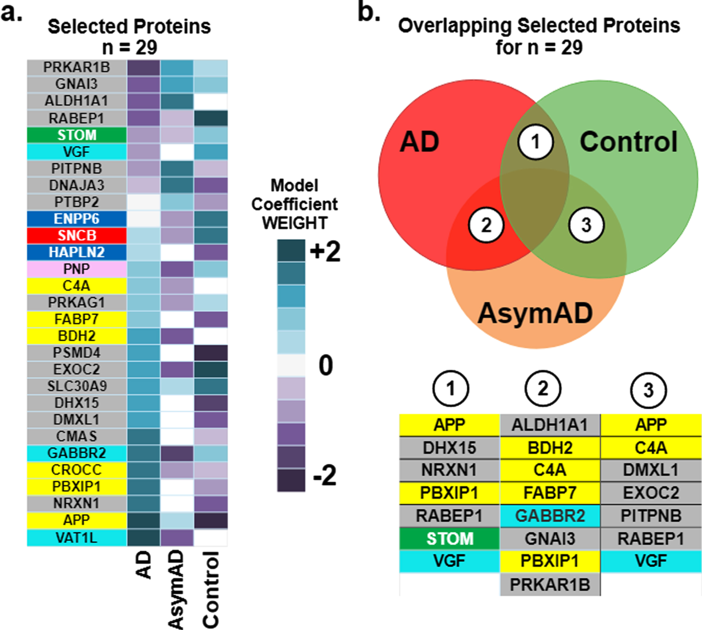Driving effects of the selected 29 proteins on the prediction of diagnostic classes of Alzheimer’s (AD), asymptomatic Alzheimer’s (AsymAD), and Control. Note the color of the box around individual listed proteins corresponds to functional modules derived in Johnson et al. [3] and detailed later in Fig. 6. a) The heatmap illustrates the relative magnitude that each protein drives diagnostic class. Driving effects are determined from the coefficients of the SVM. Since the one-versus-rest approach for multi-class classification is used, results encompass three coefficients for each selected protein, one coefficient corresponding to each diagnostic class (AD, AsymAD, Control). b) Key proteins that drive correct prediction in multiple or overlapping classes. The Venn diagram illustrates the overlap in classes: area 1 denotes overlap between AD and Control, area 2 overlap between AD and AsymAD and area 3 between AsymAD and Control. The biomarker panels for each overlap area denote individual predictive proteins shared by overlapping classes.