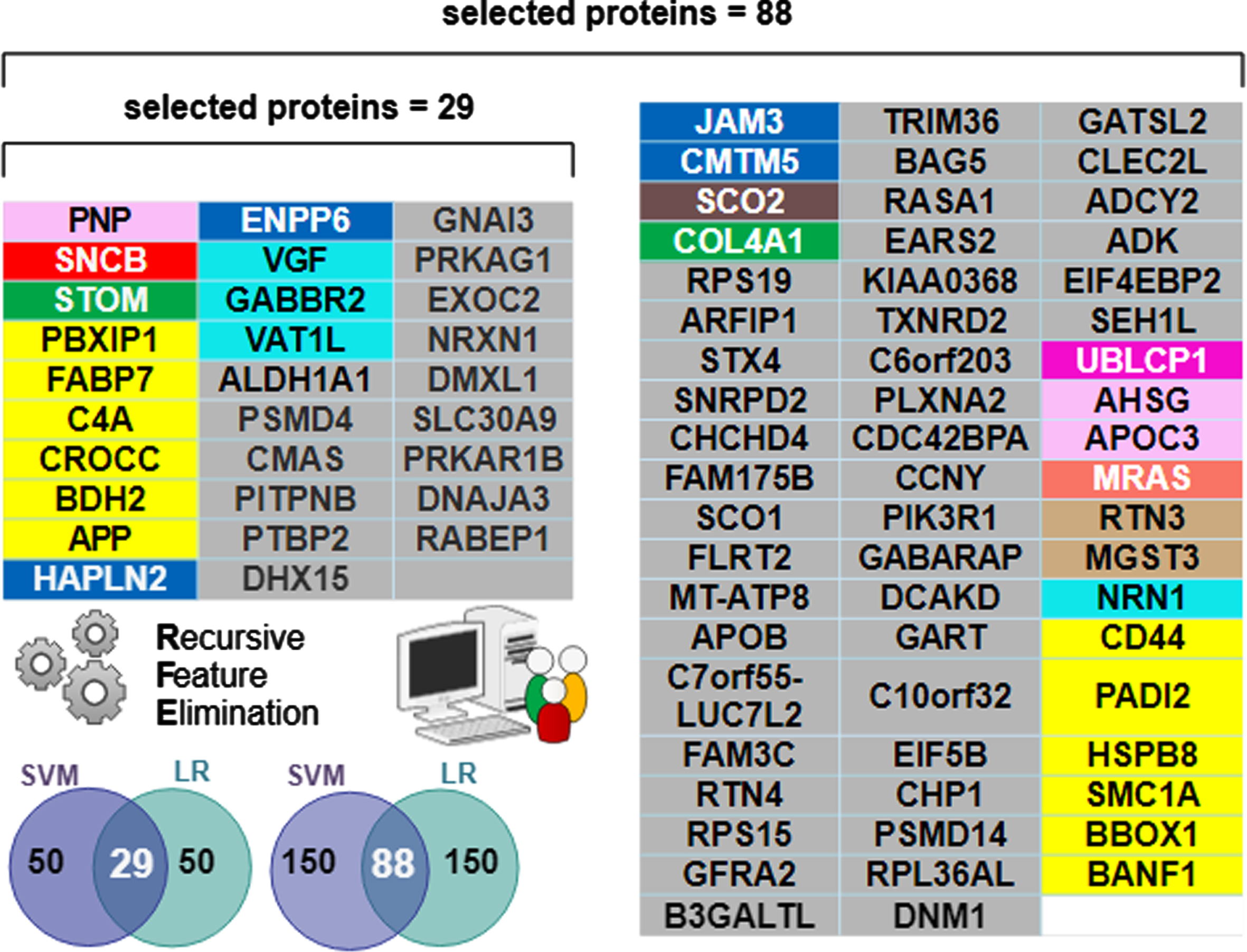 Individual proteins comprising the selected “best” predictive protein subsets color-coded by functional module. The n = 29 subset was sufficient for differentiating AD from Control. However, the n = 88 subset was optimal for differentiating AD and AsymAD. Note all 29 proteins in the n = 29 selected set are contained within the n = 88 selected set. The Venn diagram inset pictorially summarizes the Recursive Feature Elimination (RFE) algorithm used to select the best protein subsets. The intersecting predictive proteins selected by both the support vector machine (SVM) and logistic regression (LR) classifiers during RFE became the “best proteins”. A RFE criterion = 50 resulted in 29 best proteins (e.g., intersection shown on the left Venn inset). A RFE criterion = 150 resulted in 88 best proteins (intersection shown on the right Venn inset).