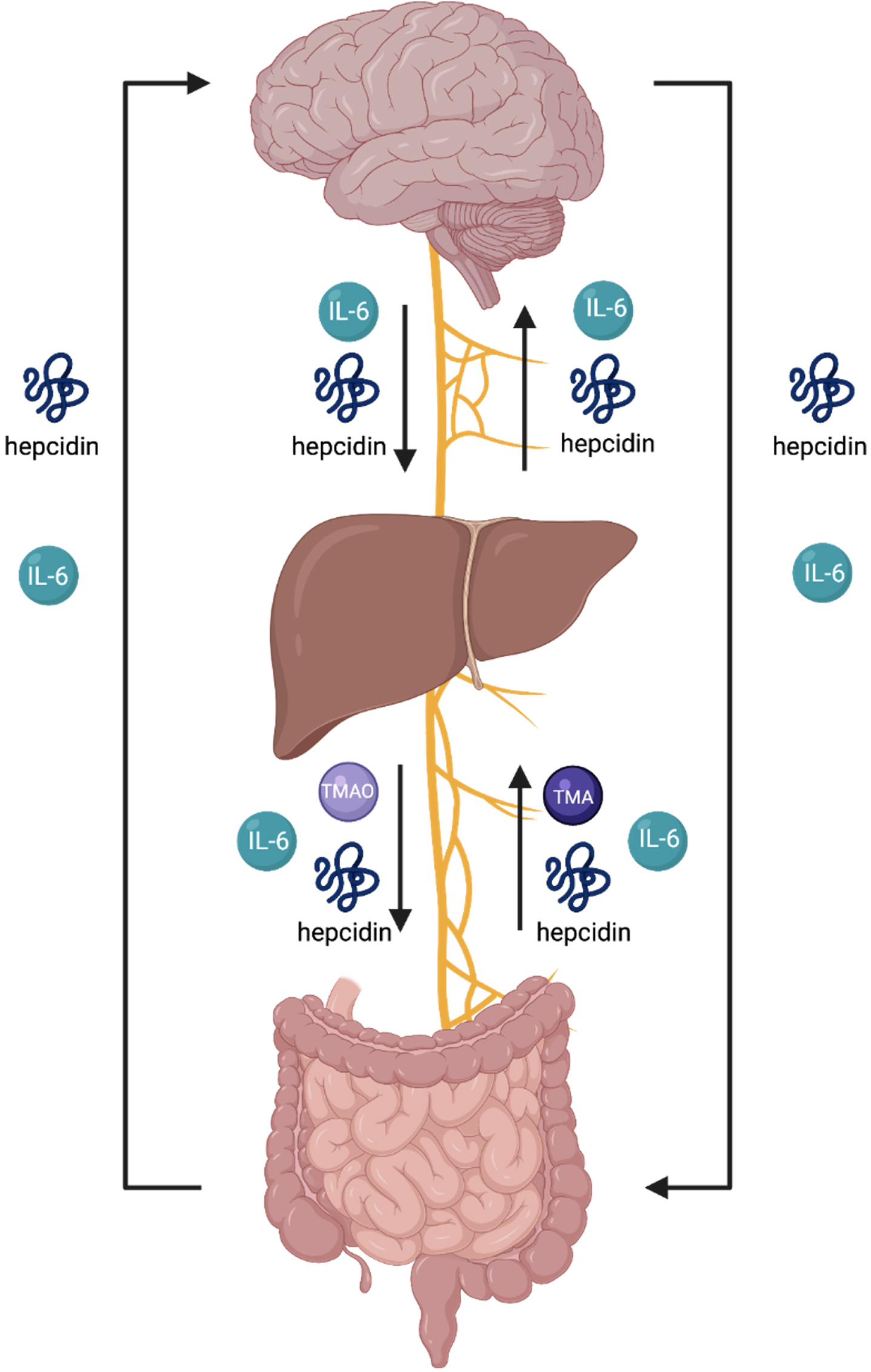 The endocrine summary of the gut-brain axis (GBA) involves an endocrine and neural communication between the brain, liver and intestines via several biomolecules and the vagus nerve. The arrows in this figure indicate the flow of each biomolecule. An overproduction of TMAO signifies overdevelopment of pathogenic gut bacteria and induces activation of macrophages, onsetting the secretion of IL-6, thus, initiating collective activation of microcascade inflammatory responses to absorb bacteria in attempt to mediate gut dysbiosis. IL-6 is unregulated in inflammation and involved in the regulation of neural processes. As the liver produces hepcidin, the sustained overproduction of hepcidin and IL-6 is stimulated throughout blood circulation. The hepcidin ascending to the brain is derived from circulation and further expressed through the production of iron-load and inflammation. The brain’s reactivity in response to overproduction sequesters iron to neurons. The activation of hepcidin results in the shutdown of ferroportin in neural cells. The increase of iron in neural cells activates an oxidative state in the brain. The brain is highly susceptible to oxidative damage. Imbalance of gut dysbiosis, thus, plays a major role in the pathophysiology and pathogenic mechanism for neurodegenerative diseases as a primary contributor.