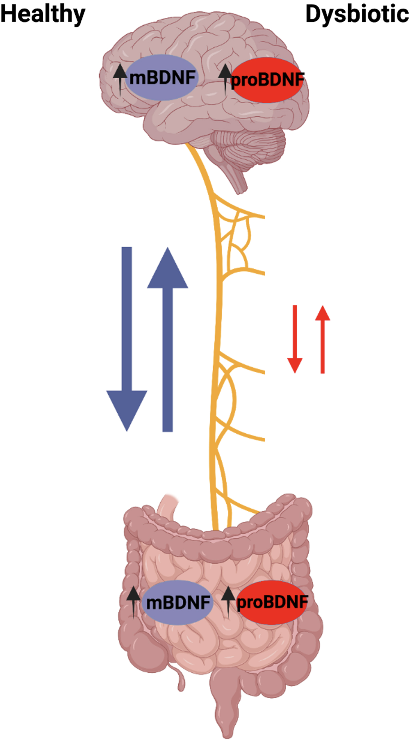 The neural summary of the gut-brain axis. Gut endocrine cells are activated by mature mBDNF or inhibited by proBDNF, which in turn activate or inhibit vagal nerve communication to the brain respectively. Additionally, afferent vagal nerve fibers stimulate efferent vagal nerve fibers via the inflammatory reflex.